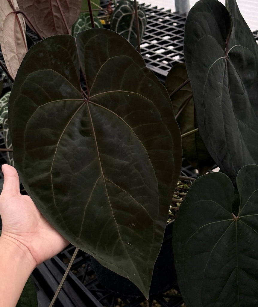 Anthurium Ace of Spades - Preserving Legacy – HappiestPlants