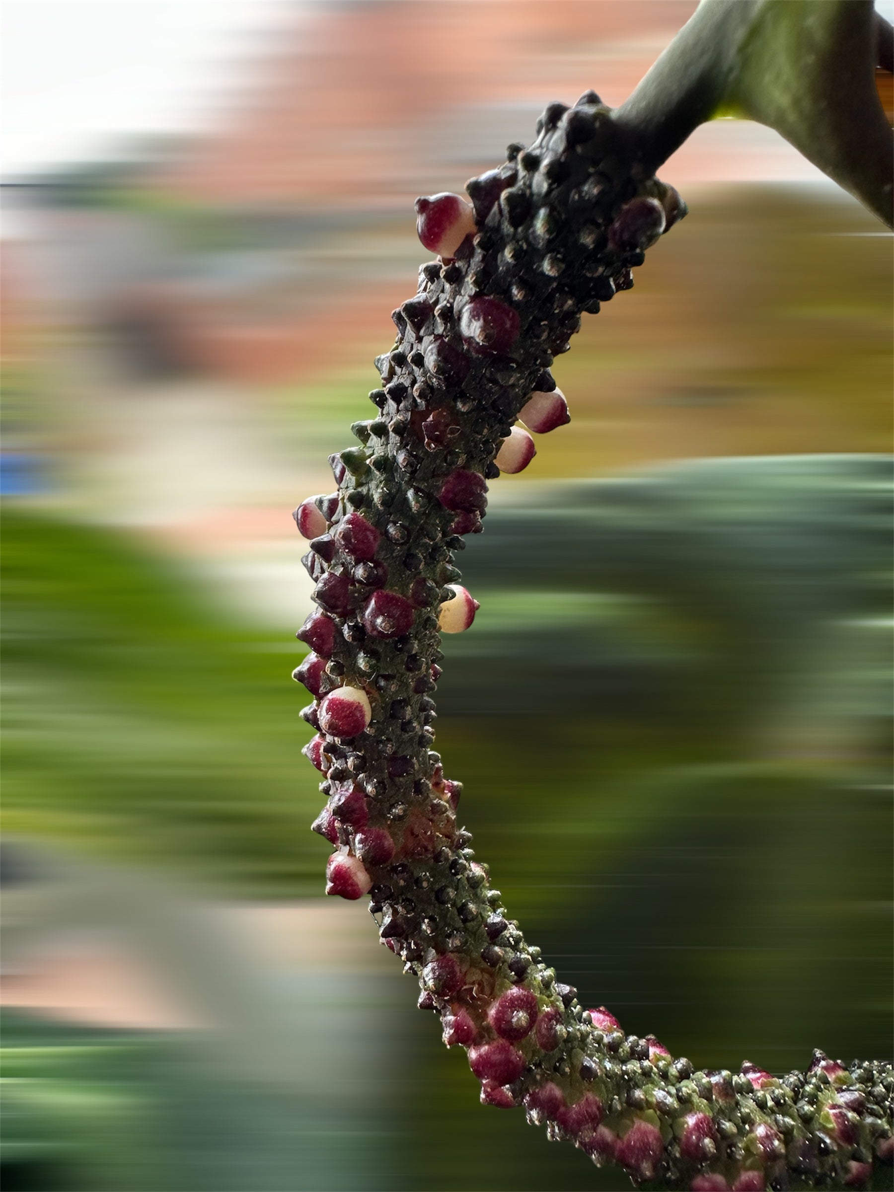 Anthurium Seeds & Seedlings  HappiestPlants