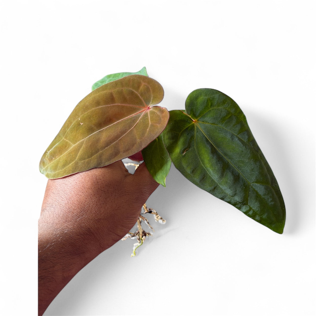 Anthurium Dressleri x Carla x BVEP – Offset – HappiestPlants