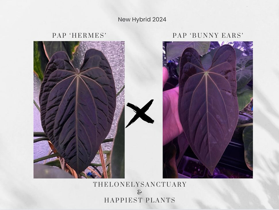 anthurium harleyi Anthurium Papillilaminum Hermes x Papillilaminum Bunny Ears – HappiestPlants
