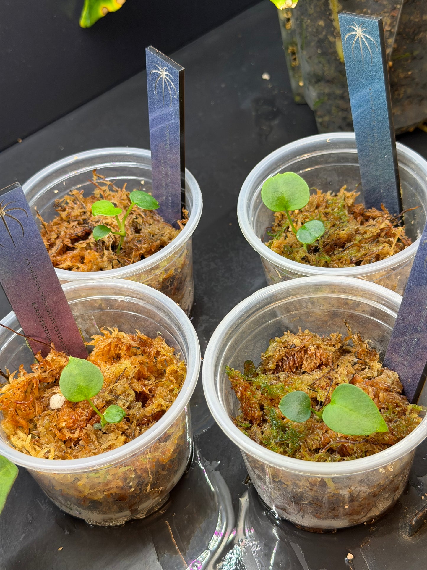 Anthurium Chocolate Crystallinum S1