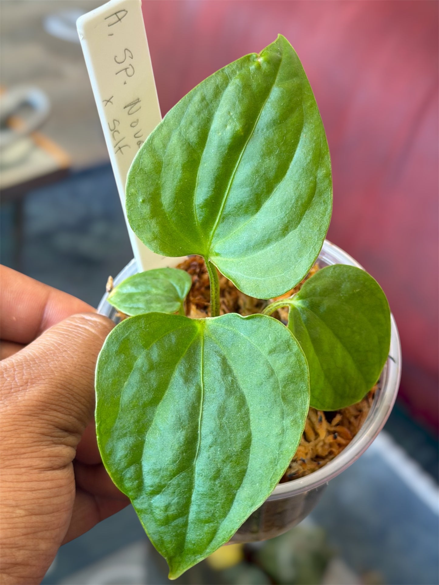 Anthurium Paradoxum (Sp. Nova Panama)