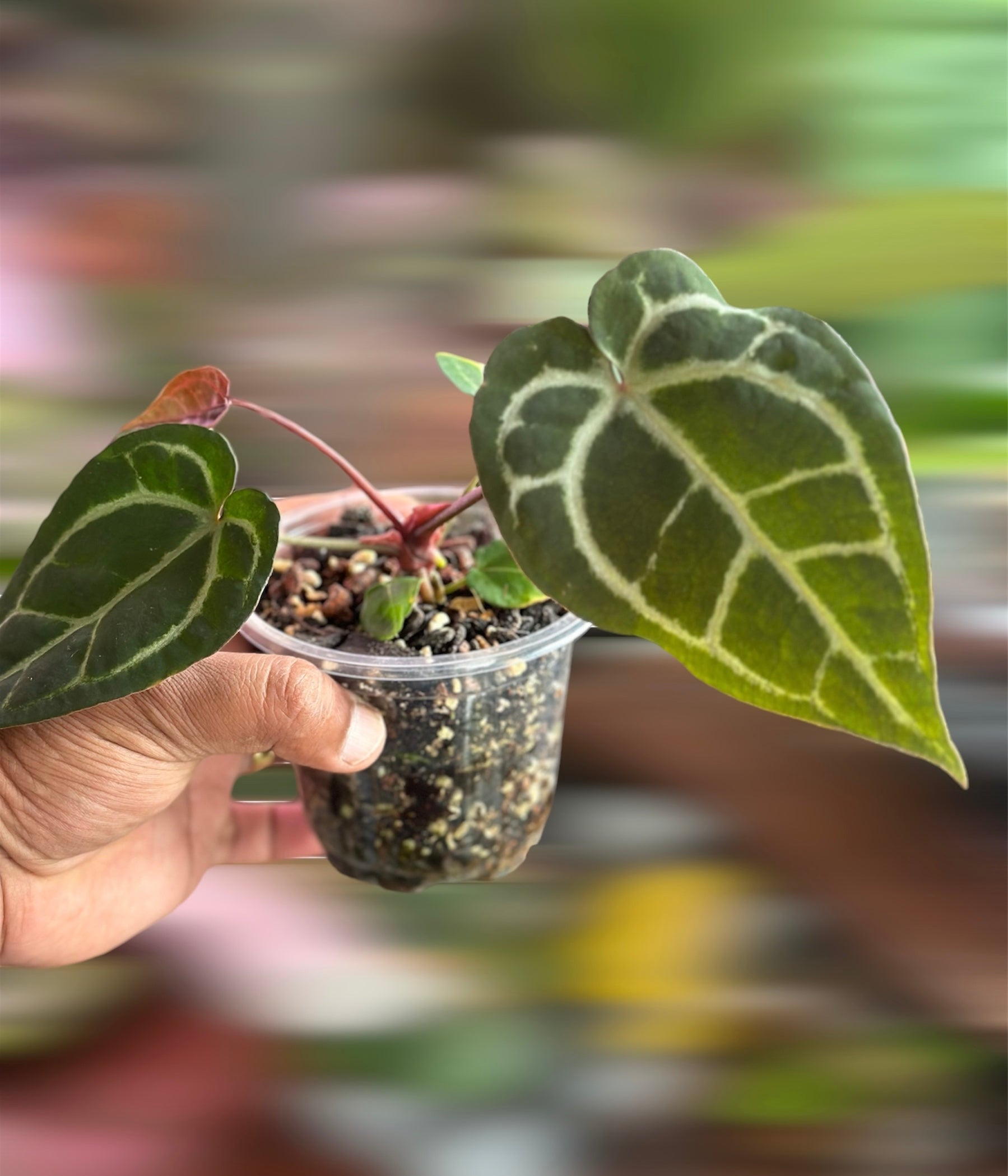 anthurium maplesaga Anthurium Ace of Spades (AOS) x MxZ – HappiestPlants