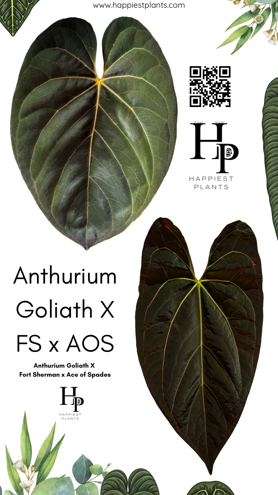 anthurium big 6 flowers sf Anthurium Goliath × (Fort Sherman × Ace of Spades) – HappiestPlants