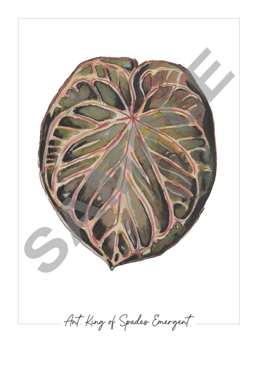 anthurium print Anthurium 'King of Spades' – Fine Art Watercolour Print – HappiestPlants