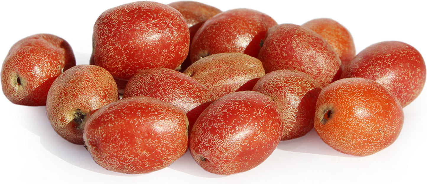 Best Silver Berry Live Plants