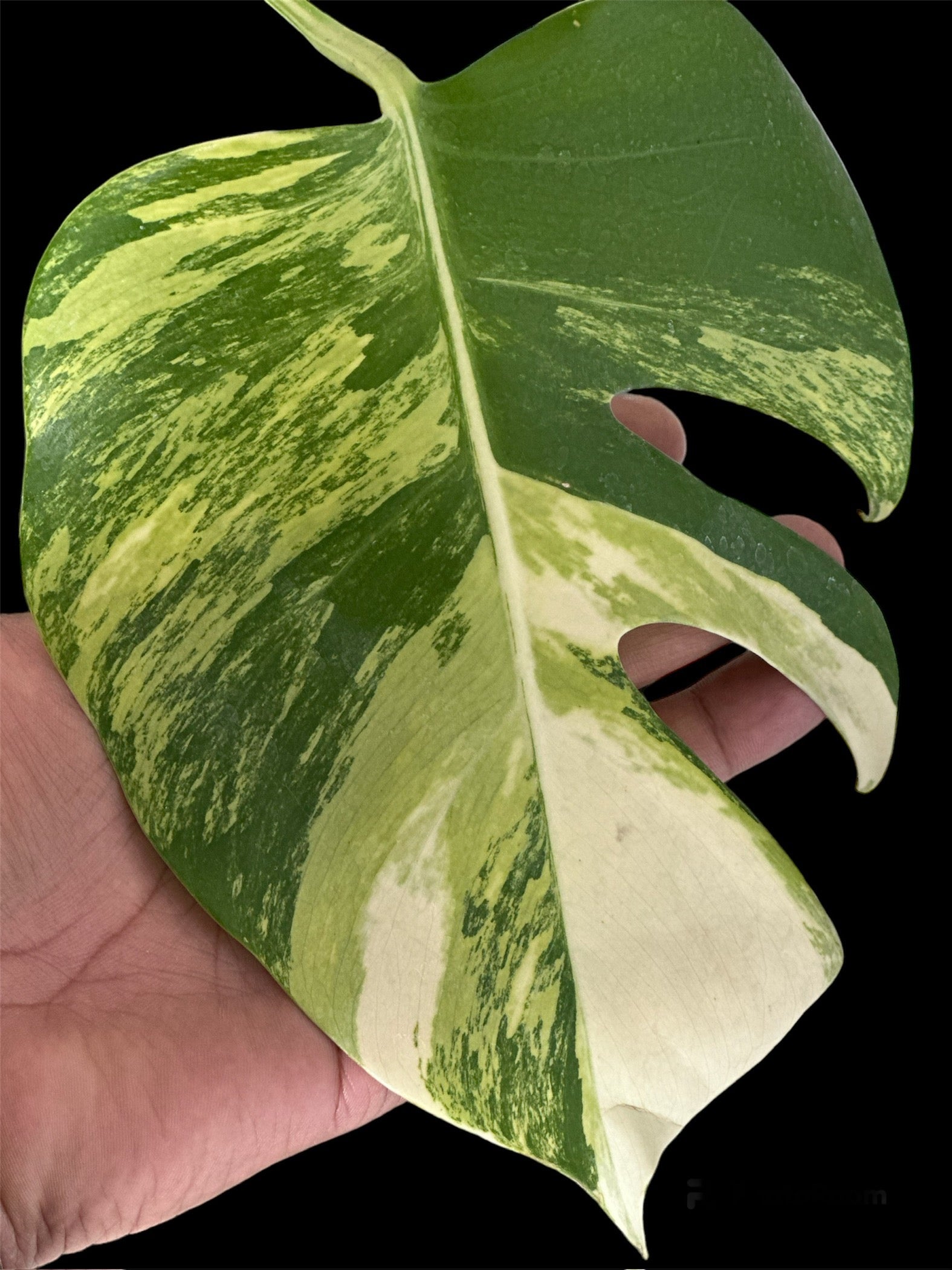 monstera tricolor Monstera Deliciosa Aurea Tricolour – HappiestPlants