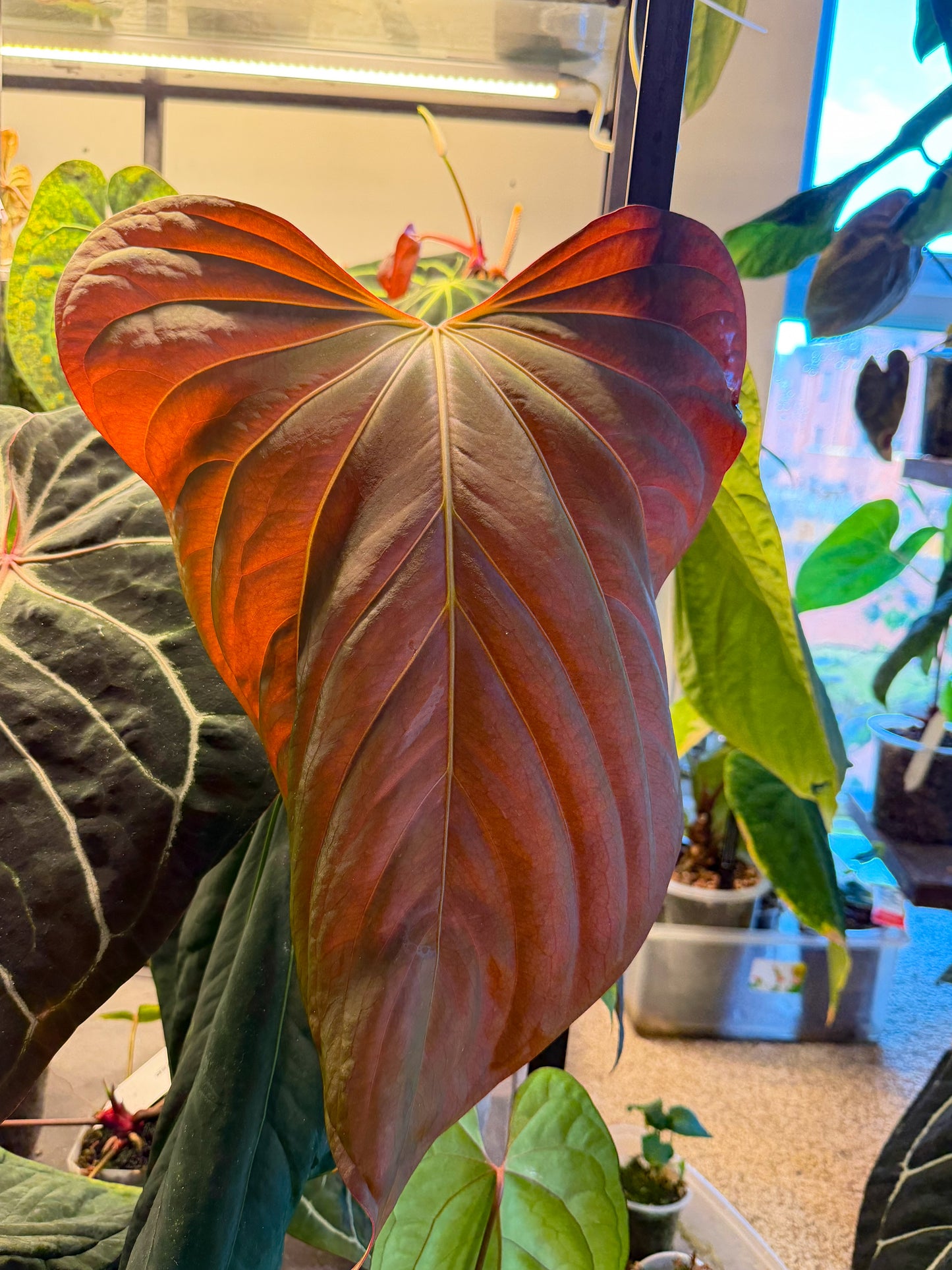 Anthurium (AOS x Dressleri) x (Carla x BVEP)