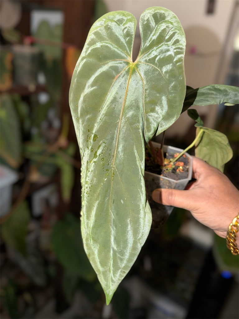 Anthurium BVEP x FSRL – Offset – HappiestPlants