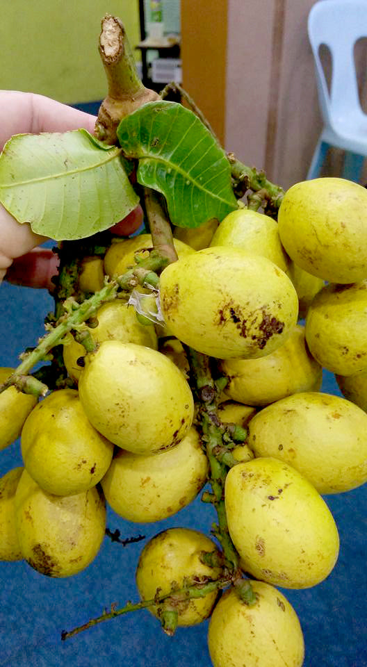 Purple matoa live plants benefits