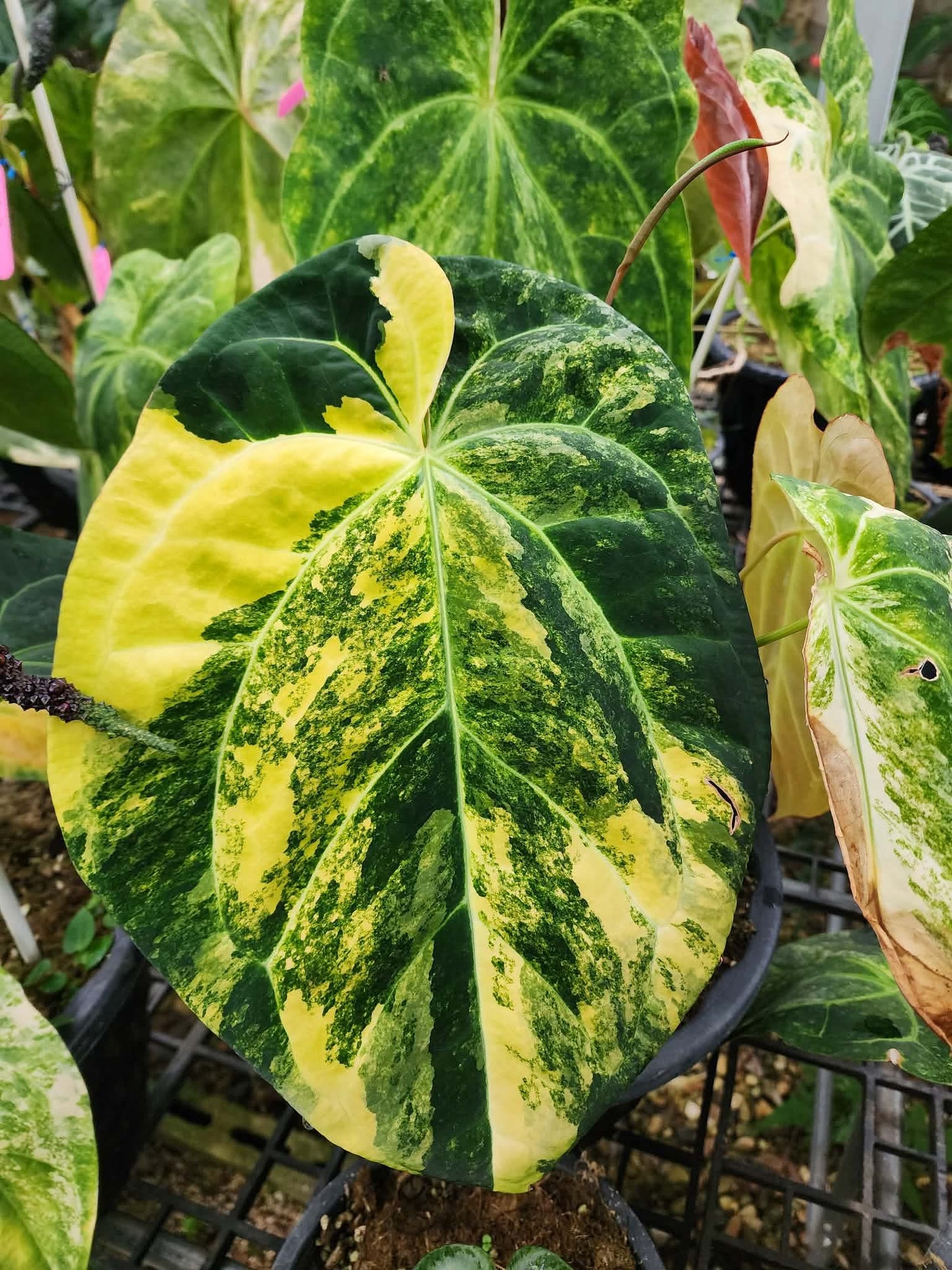 Anthurium Forgetii Variegated x RVDP Mint Var