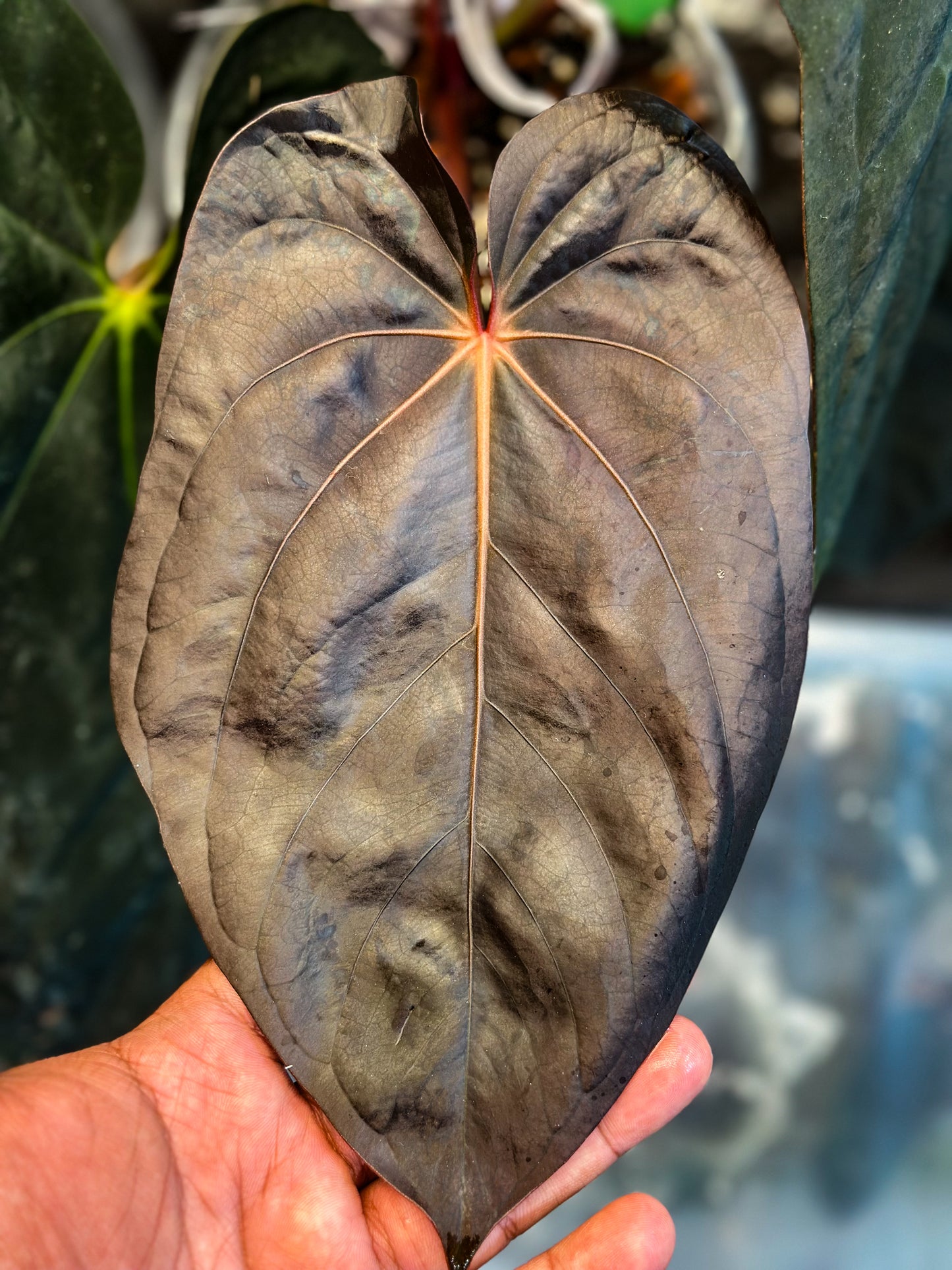 Anthurium (Forgetii x BVEP) X (Carlablackiae x Besseae AFF) x BVEP