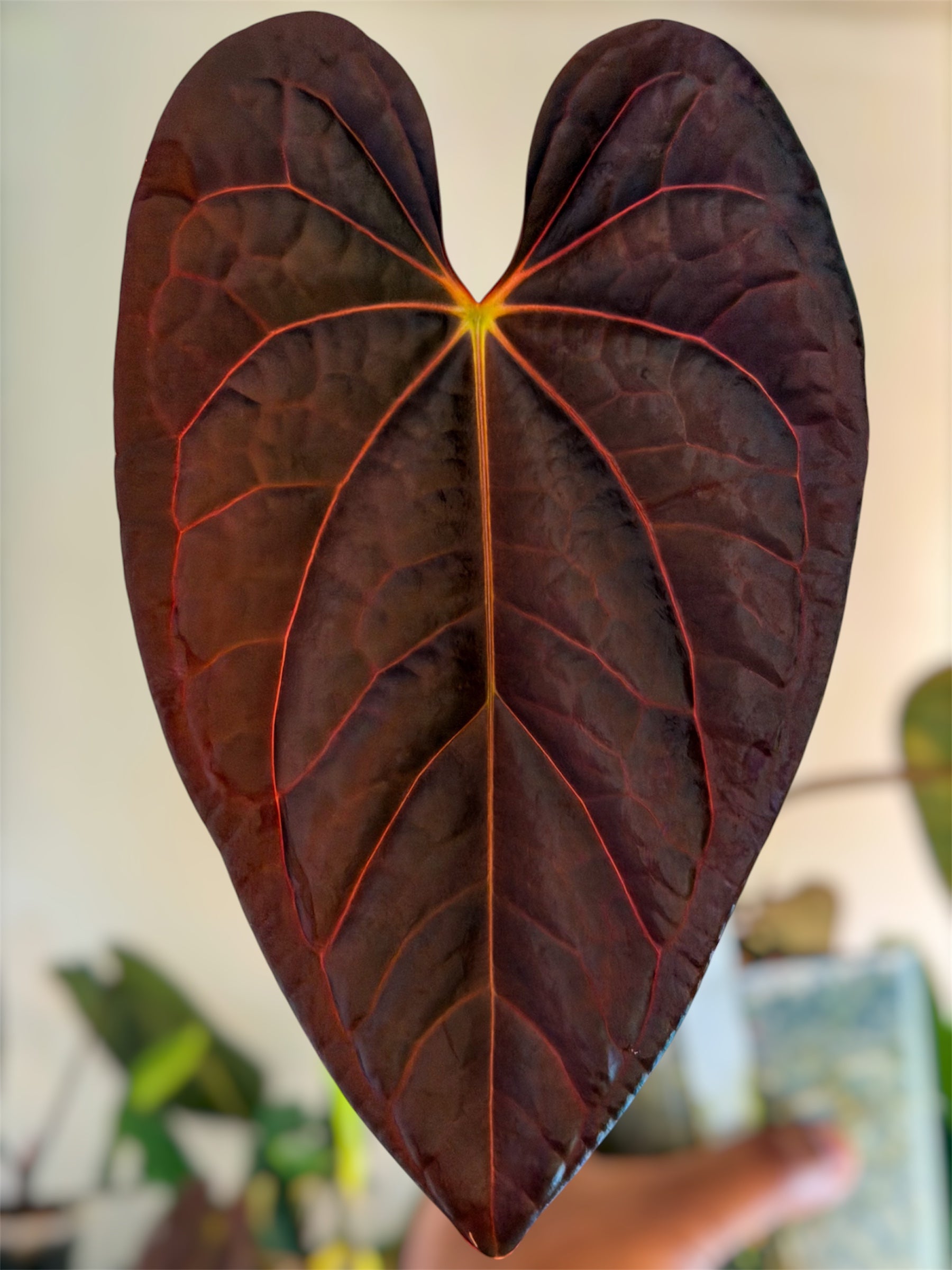 luxurian anthurium Anthurium (Carlablackiae × Luxurian) × (Carlablackiae × BVEP) –  HappiestPlants