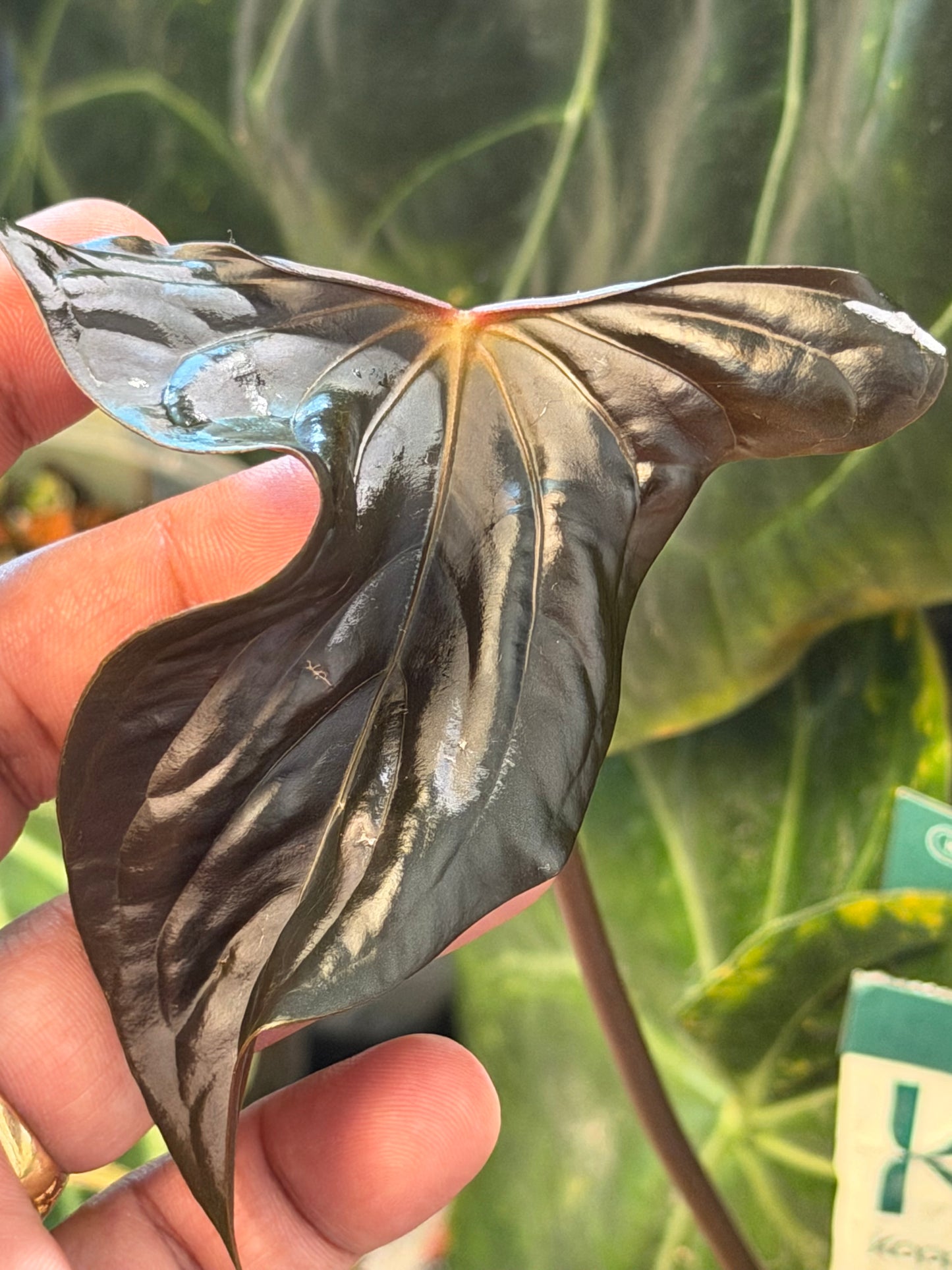 Anthurium Rosè Ember x Ralph Lynam s1