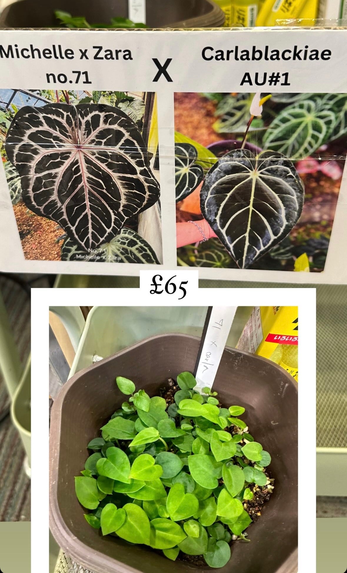anthurium michelle x zara Anthurium Zara x Michelle X Carlablackiae – HappiestPlants