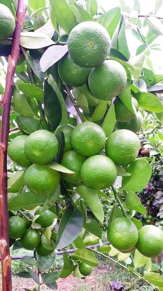 Lebende Zitronenpflanzen (Citrus Limon)