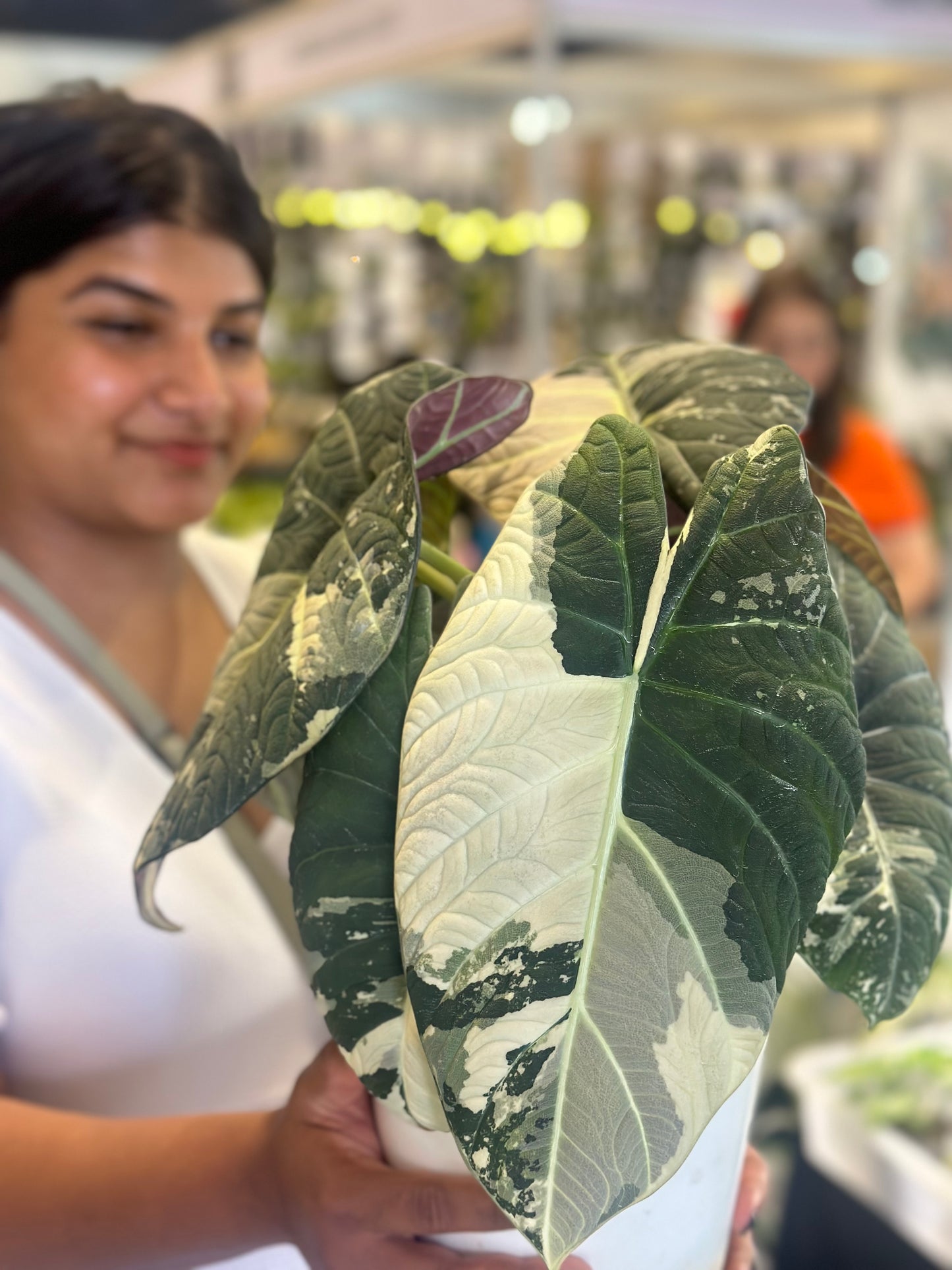 Alocasia Maharani Variegated
