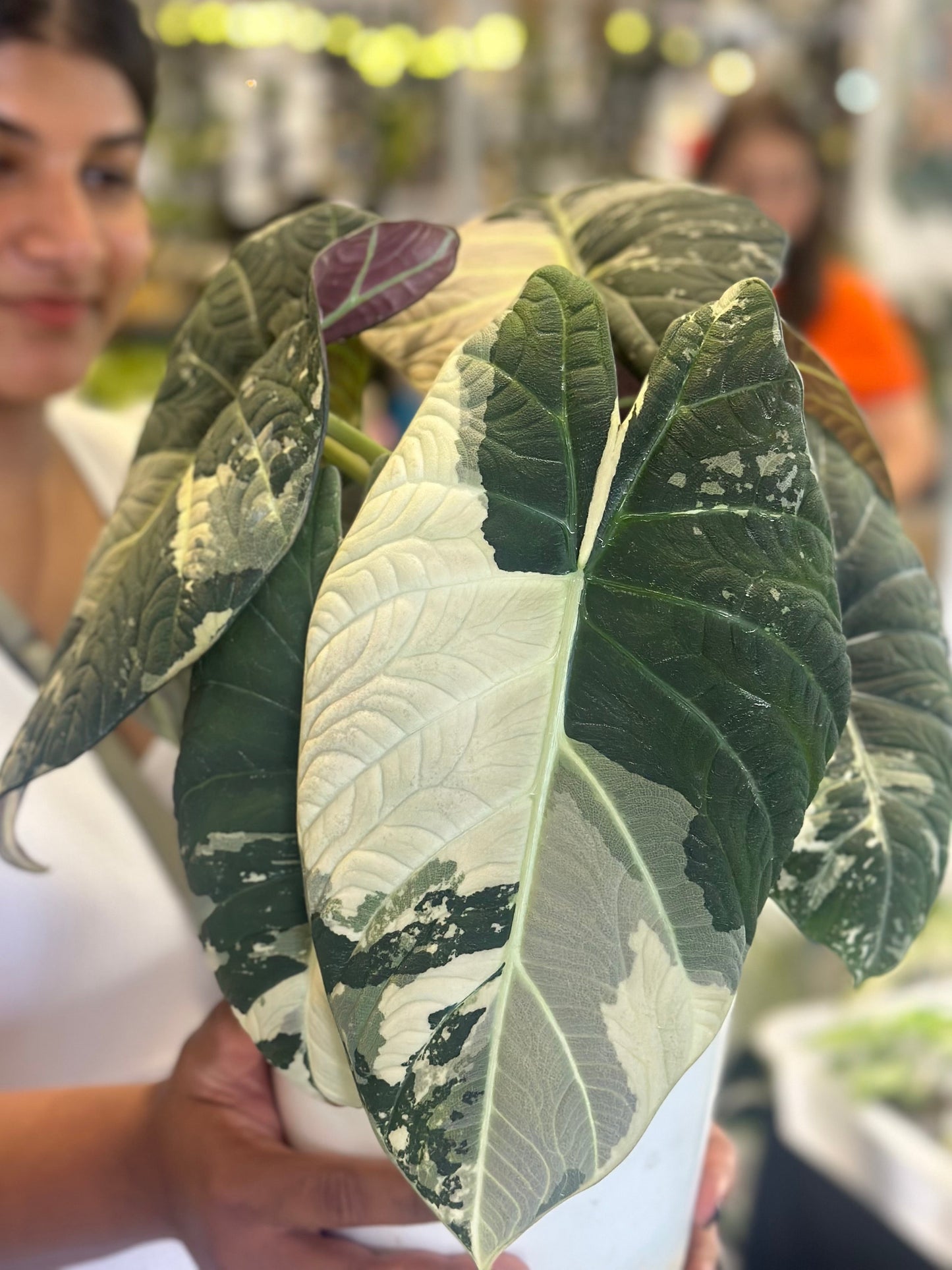 Alocasia Maharani Variegated