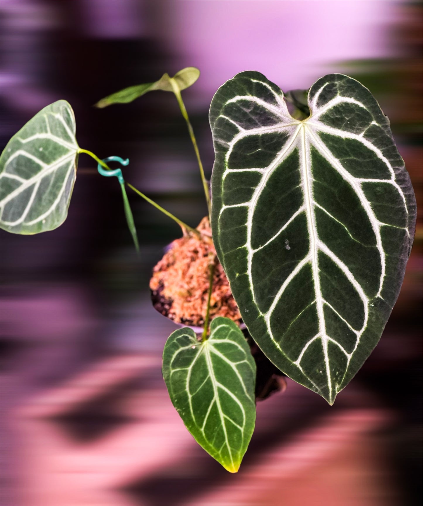 Anthurium Besseae aff x As de pique (AOS)