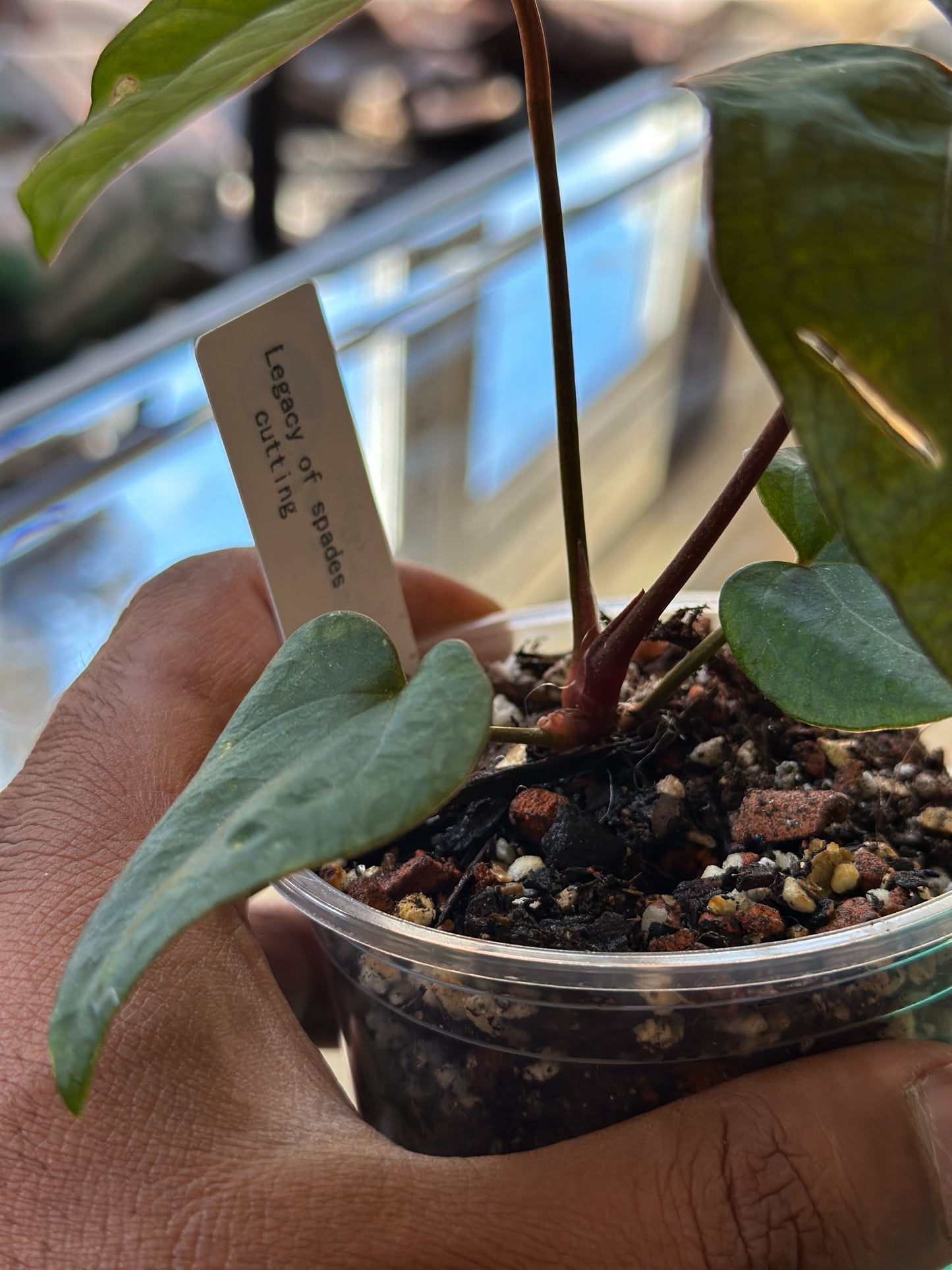 Anthurium Legacy of Spades – Original Clone