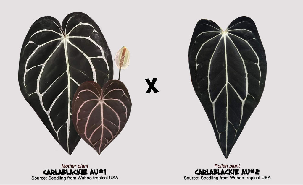 Anthurium Carlablackiae AU1 x AU2 Seedlings – HappiestPlants