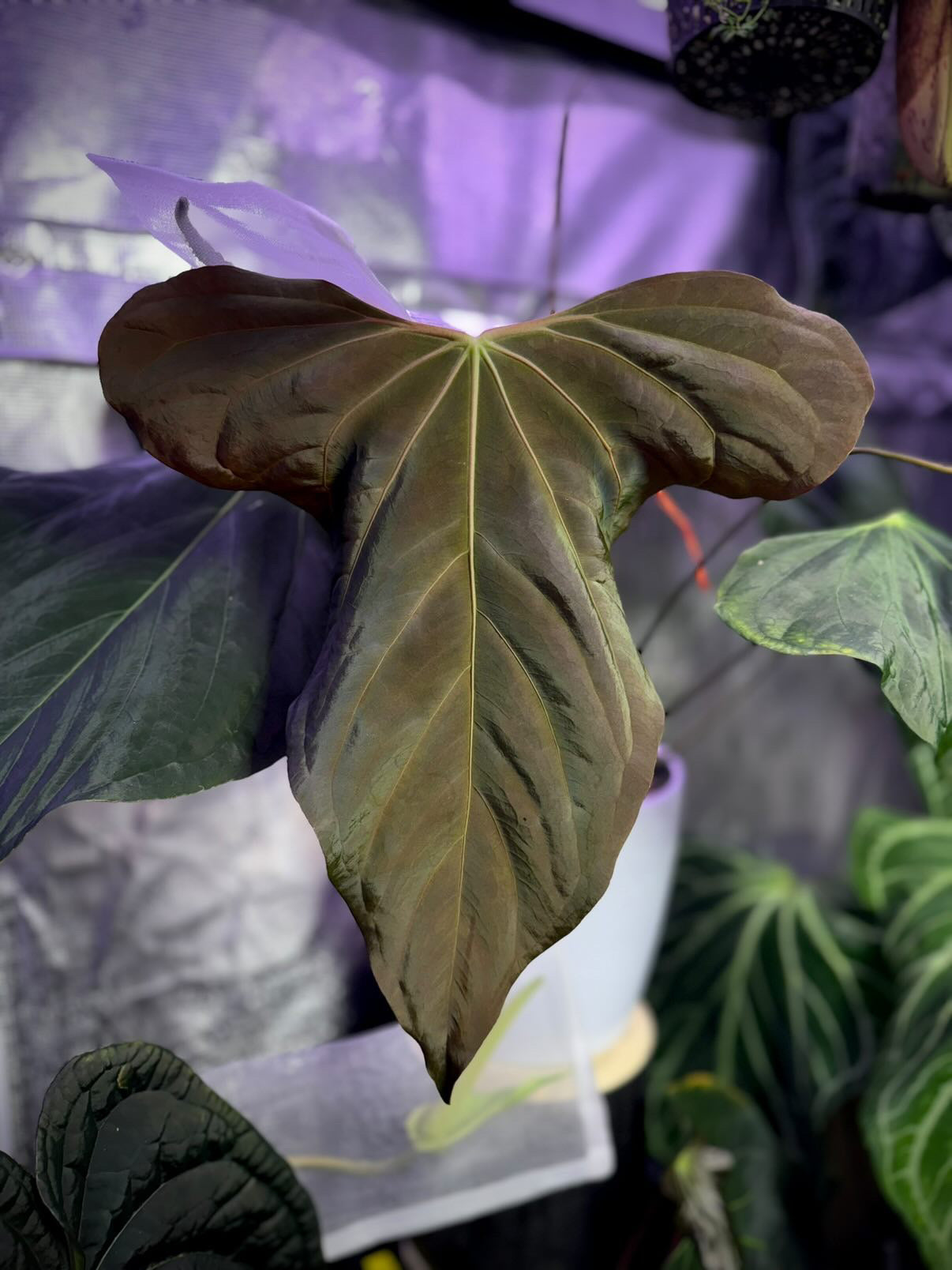 anthurium bosworth beauty Anthurium Carlablackiae District x Sp Nov DF – HappiestPlants