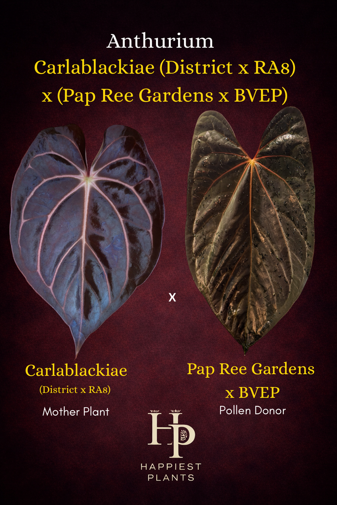 Anthurium Carlablackiae (District x RA8) x (Pap Ree Gardens x BVEP Anthurium Carlablackiae (District x RA8) x (Pap Ree Gardens x BVEP
