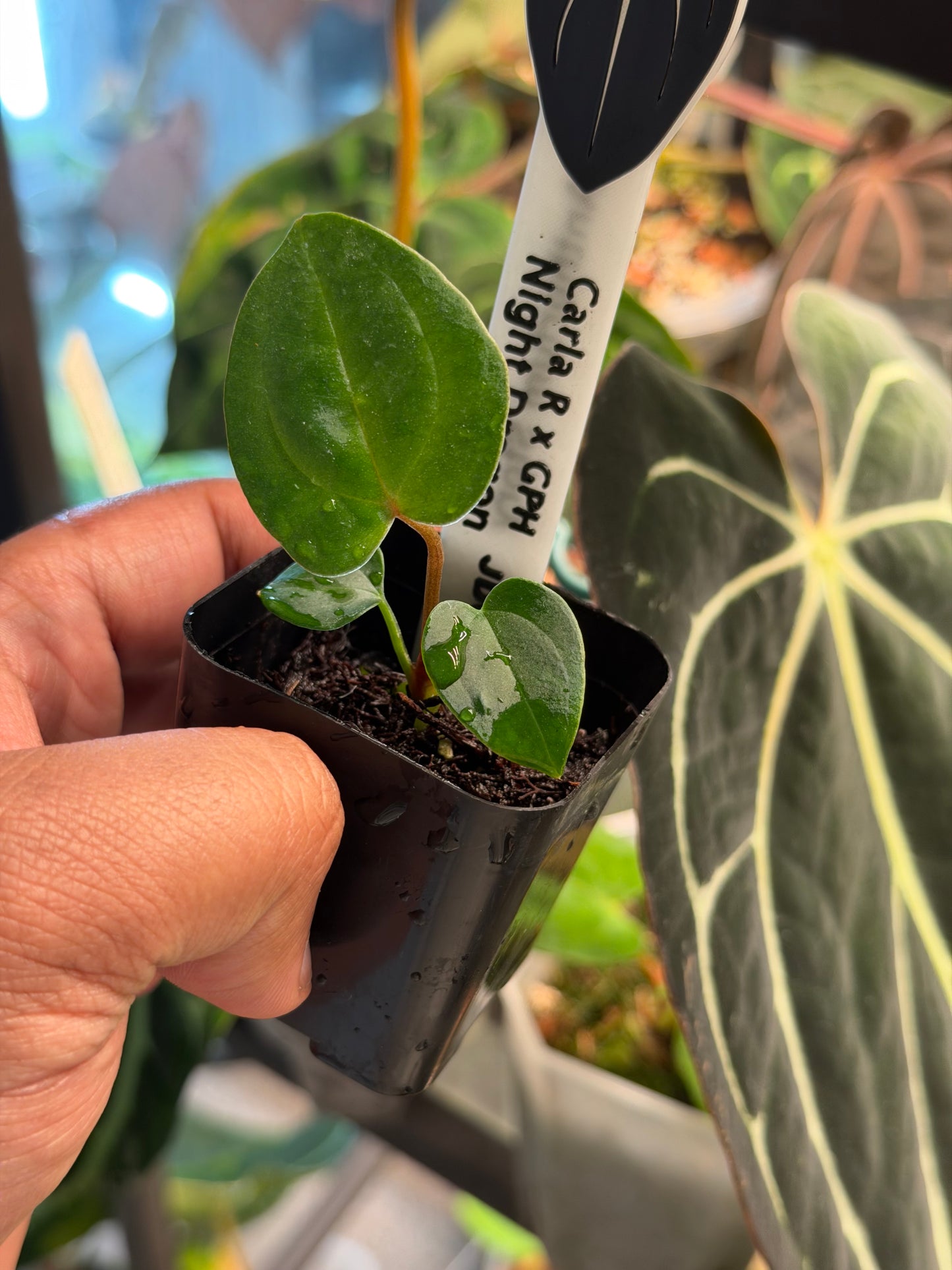 Anthurium Carlablackiae (Round x GPH001) x Night Dragon