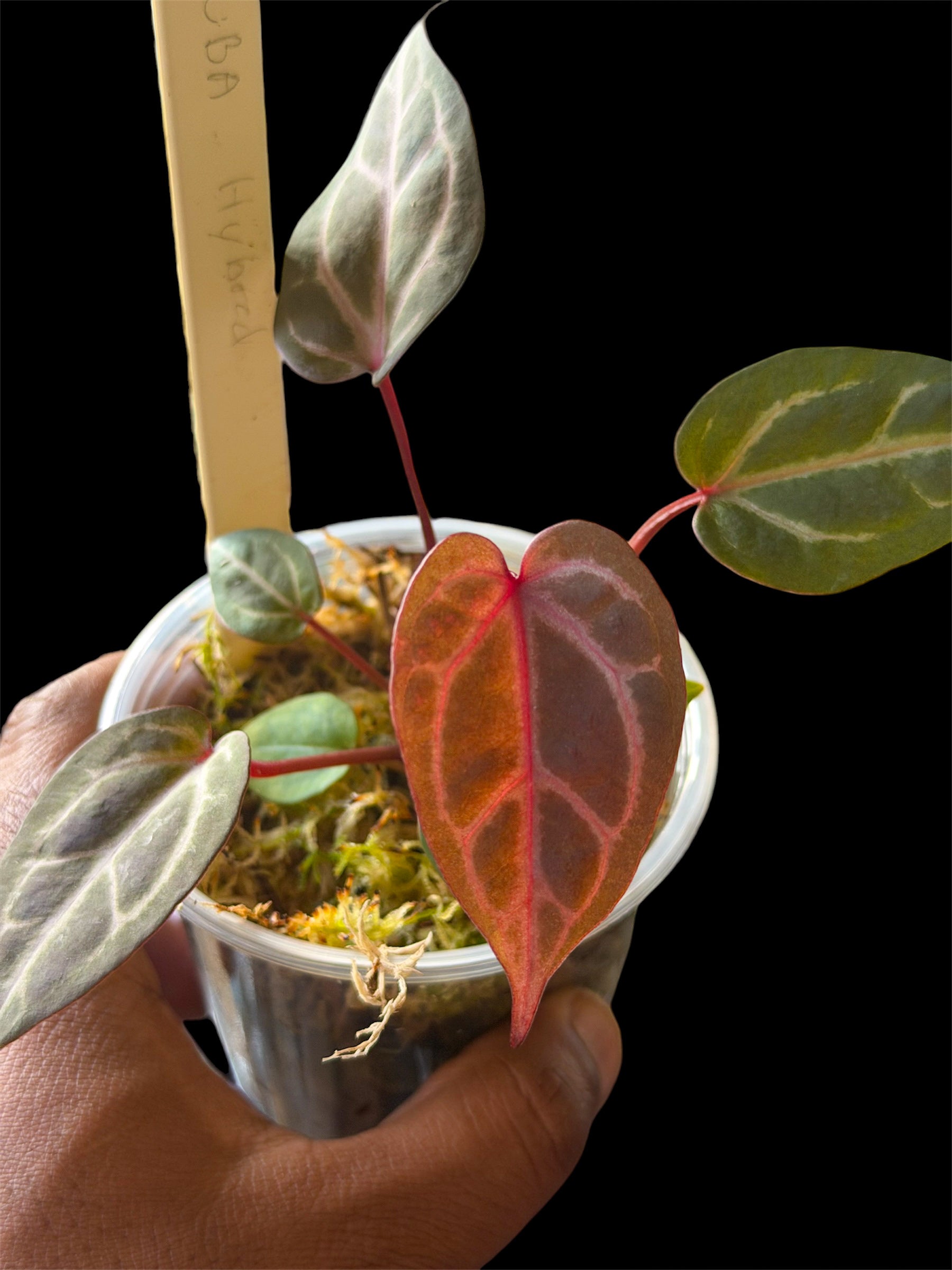 Anthurium Wonderboy A x Mystery Wonderboy – HappiestPlants