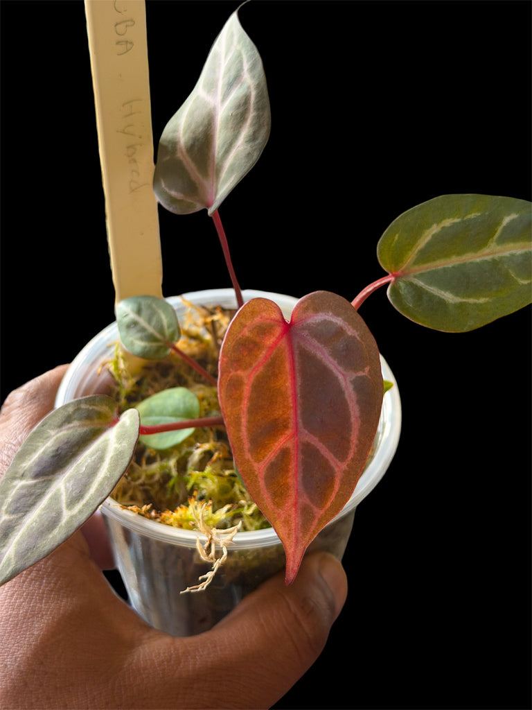 Anthurium Wonderboy A x Mystery Wonderboy – HappiestPlants
