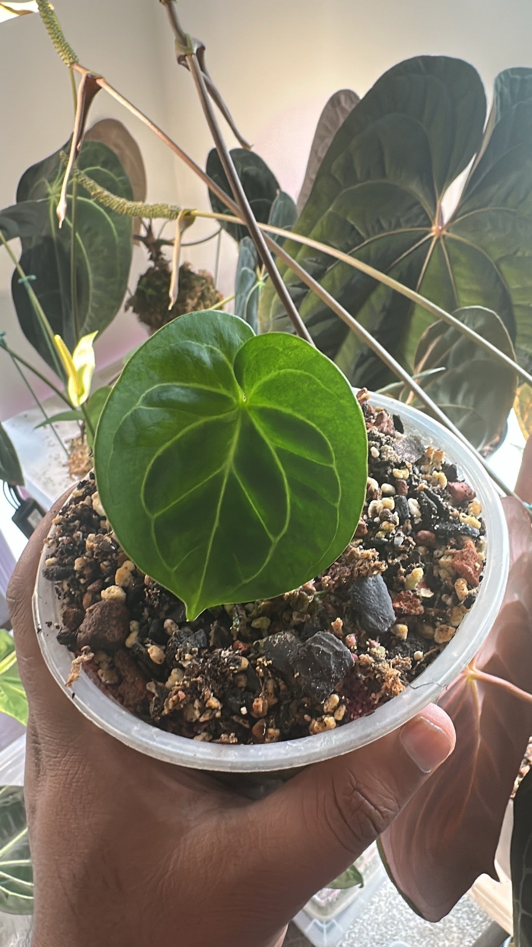 Custom Order - KOS bottom cutting