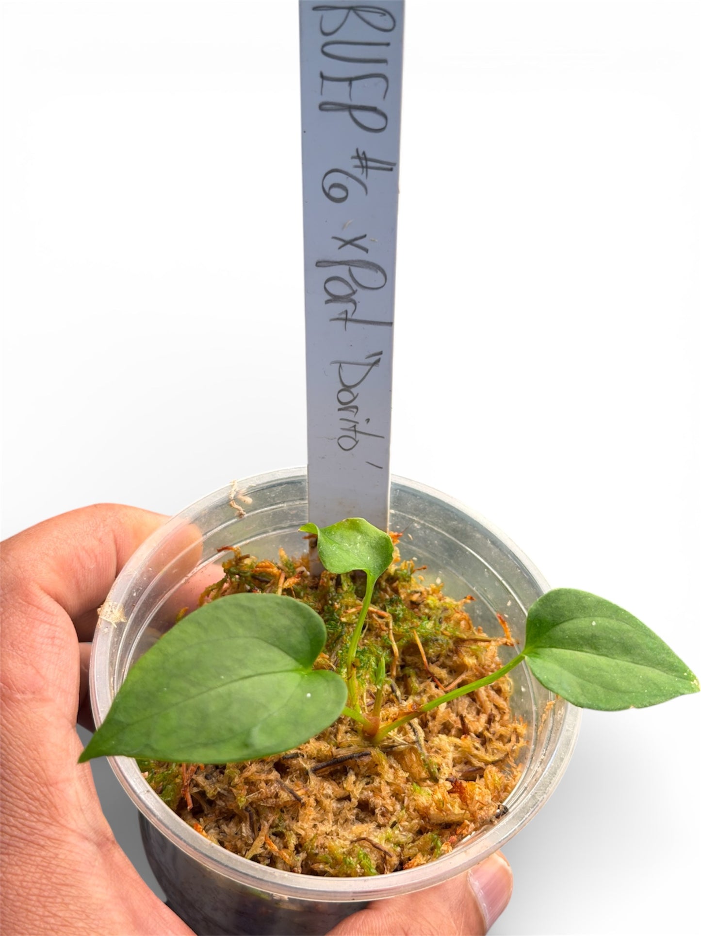 Anthurium BVEP RA6 x Portillae Dorito