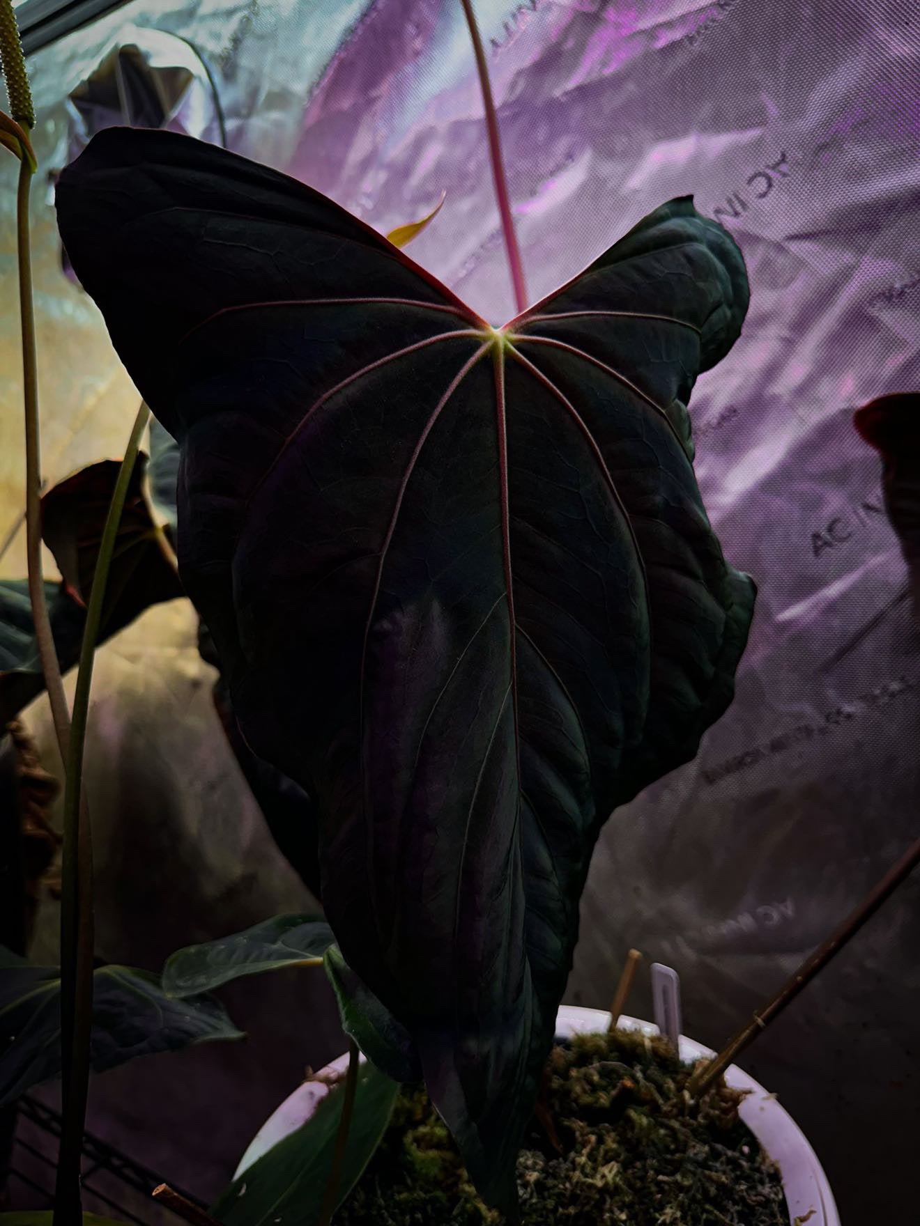 anthurium w Anthurium Ralph Lynam x Self – HappiestPlants