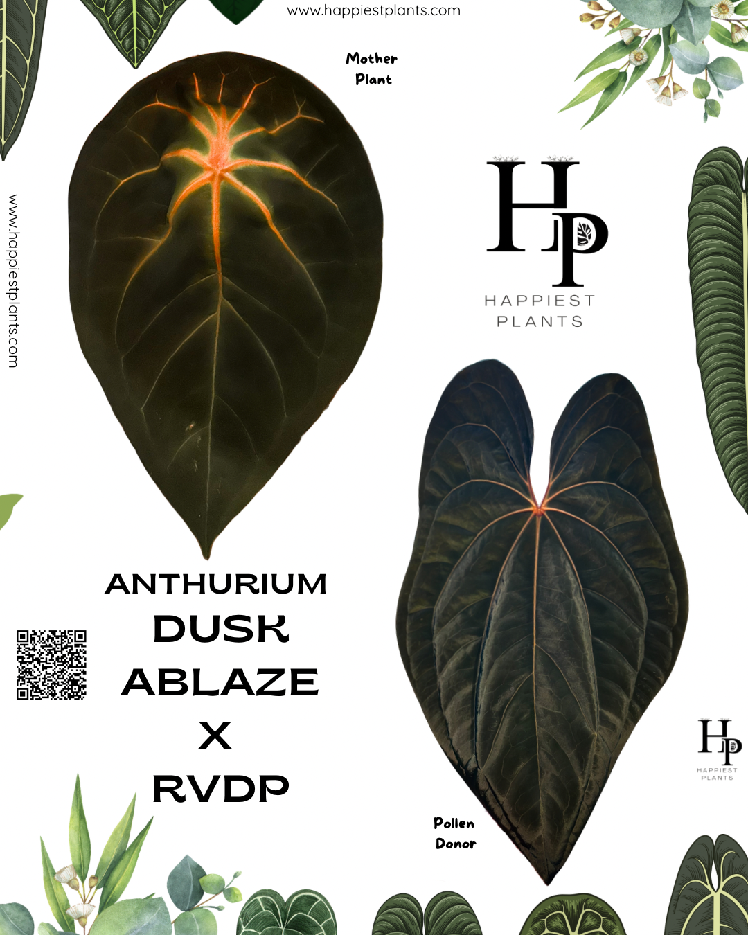 Anthurium Dusk Ablaze × RVDP Seedlings – HappiestPlants