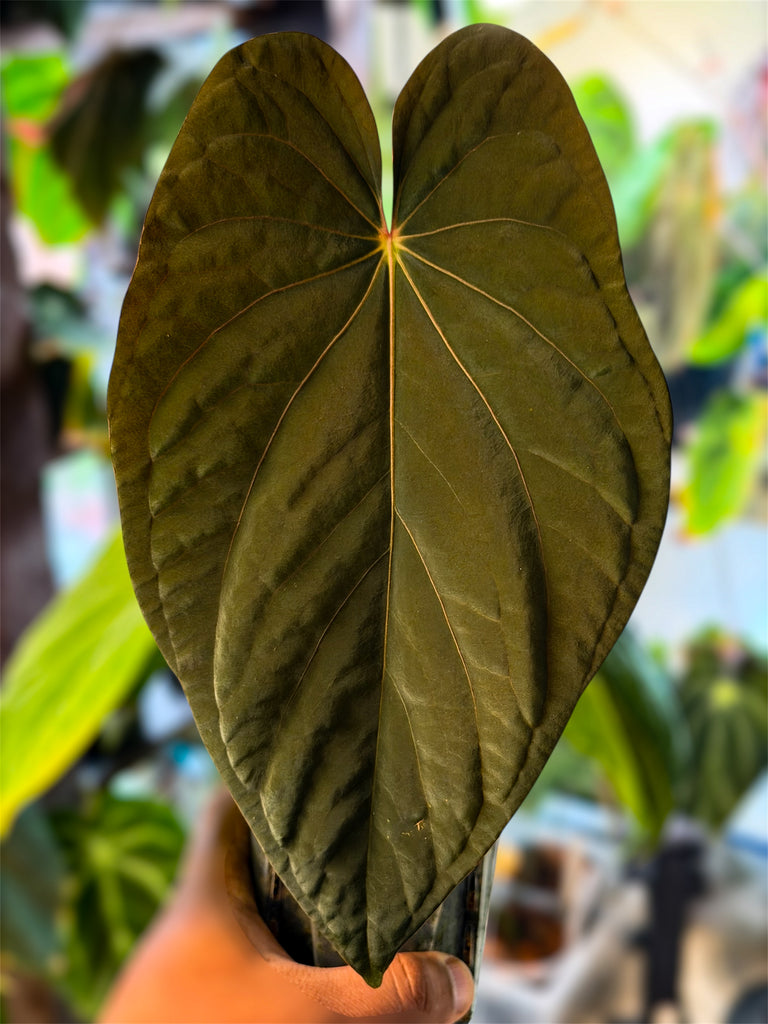 Anthurium Kunayalense x BVEP RA1 - Holdback 1 – HappiestPlants