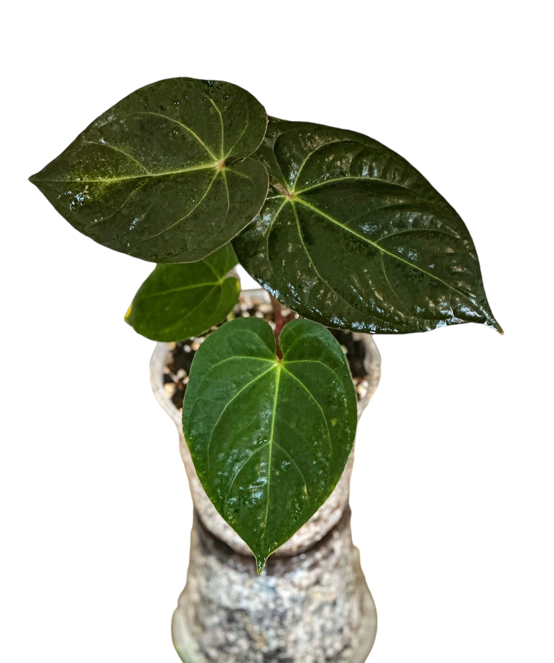 anthurium panama Anthurium Darkest Panama – HappiestPlants