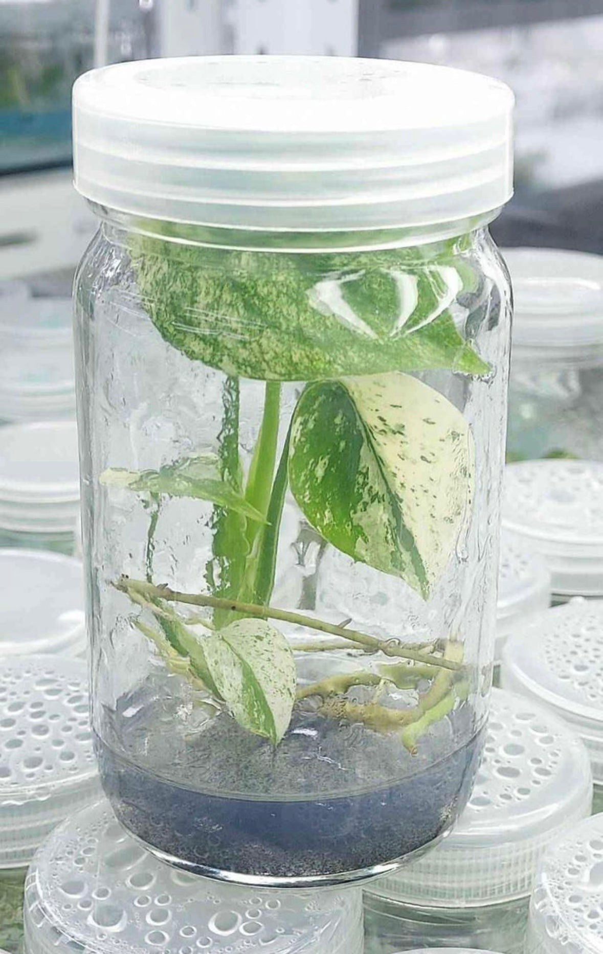 mint monstera deliciosa Monstera Deliciosa Tissue Cultured – HappiestPlants