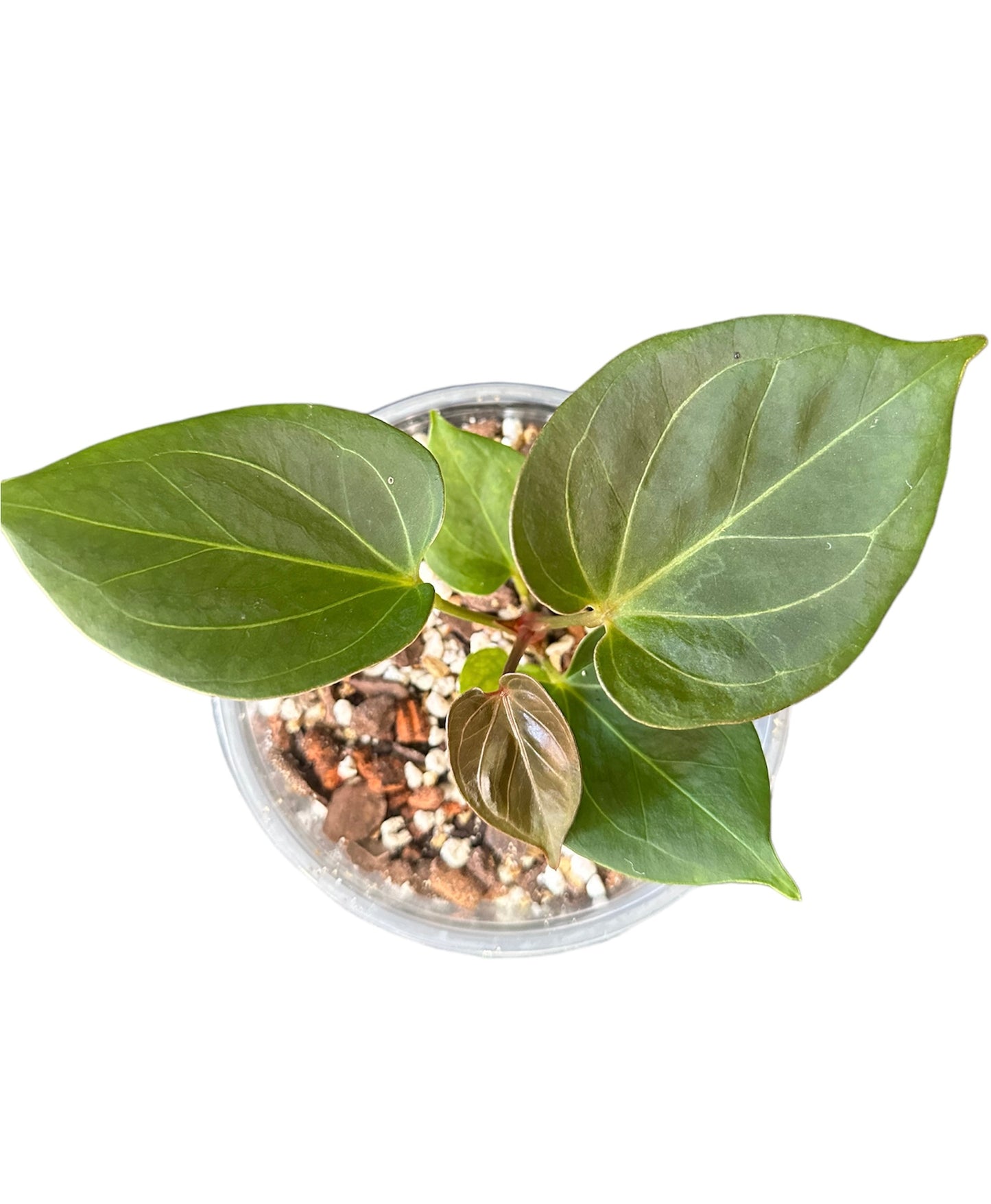 Anthurium HU / Roi de pique (KOS)