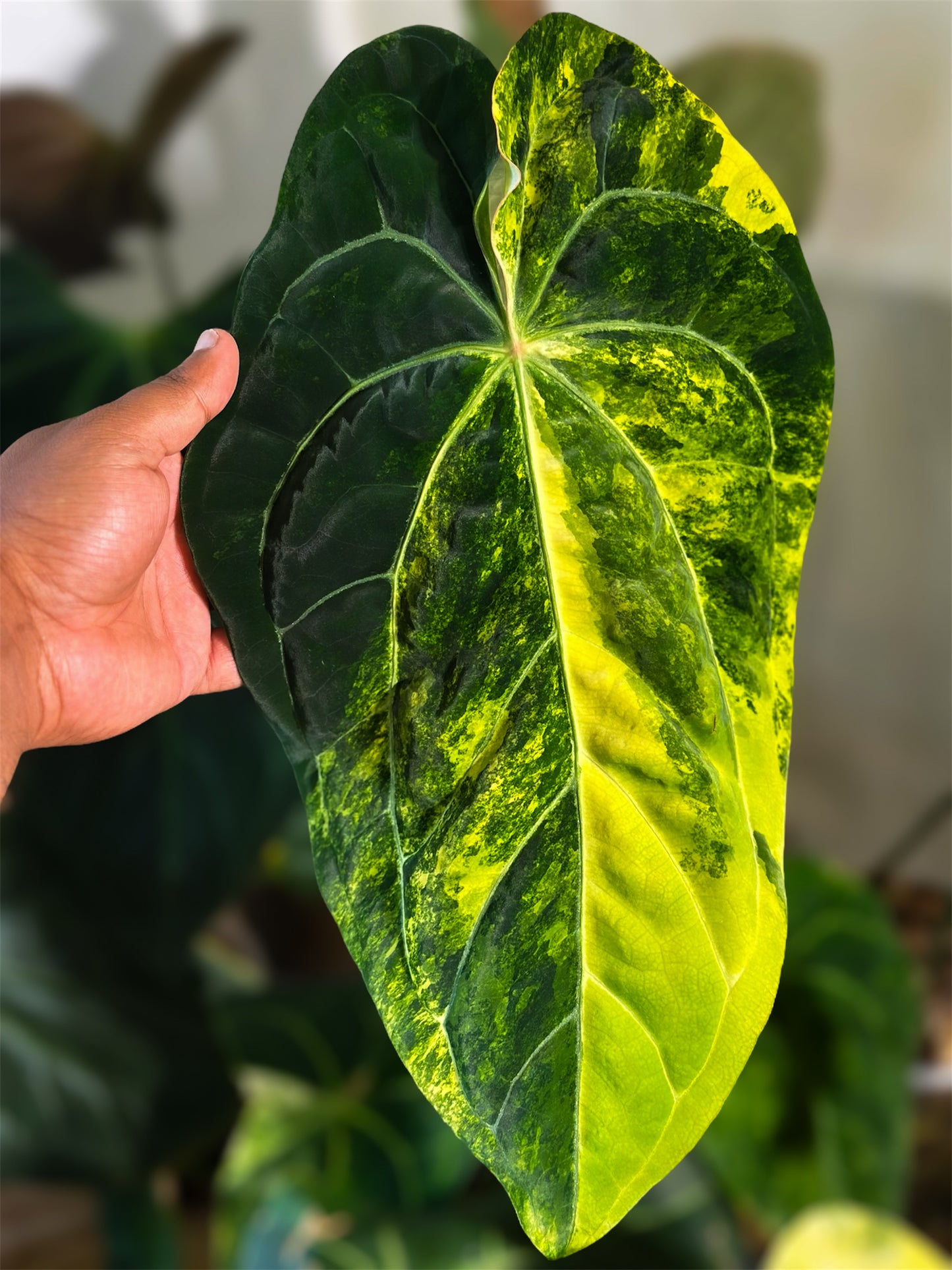 Anthurium (Pap Var x Carlablackiae) x (Dressleri x Pap Var)