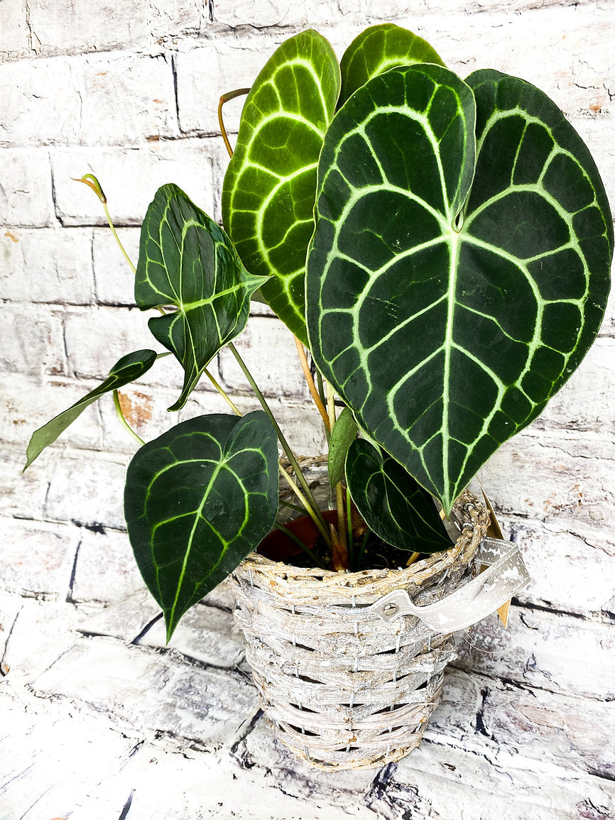 anthurium clarinervium for sale uk Anthurium Clarinervium Exquisite Foliage