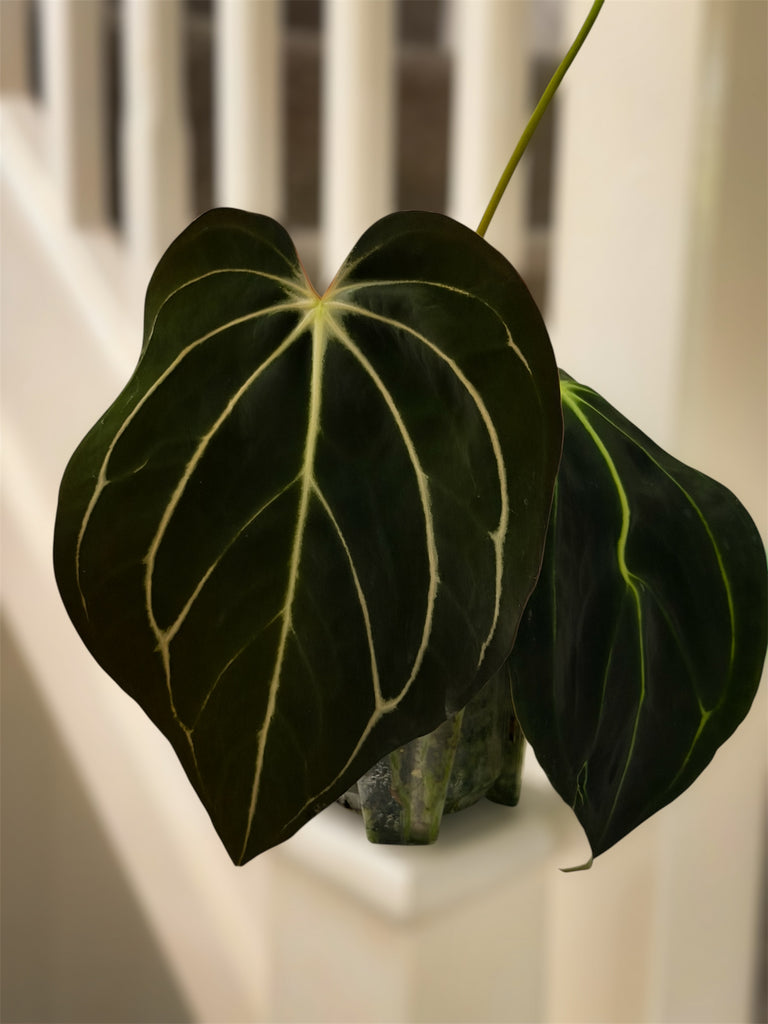 Anthurium Carlablackiae Peter Parker S1 x RA10 S1 – HappiestPlants