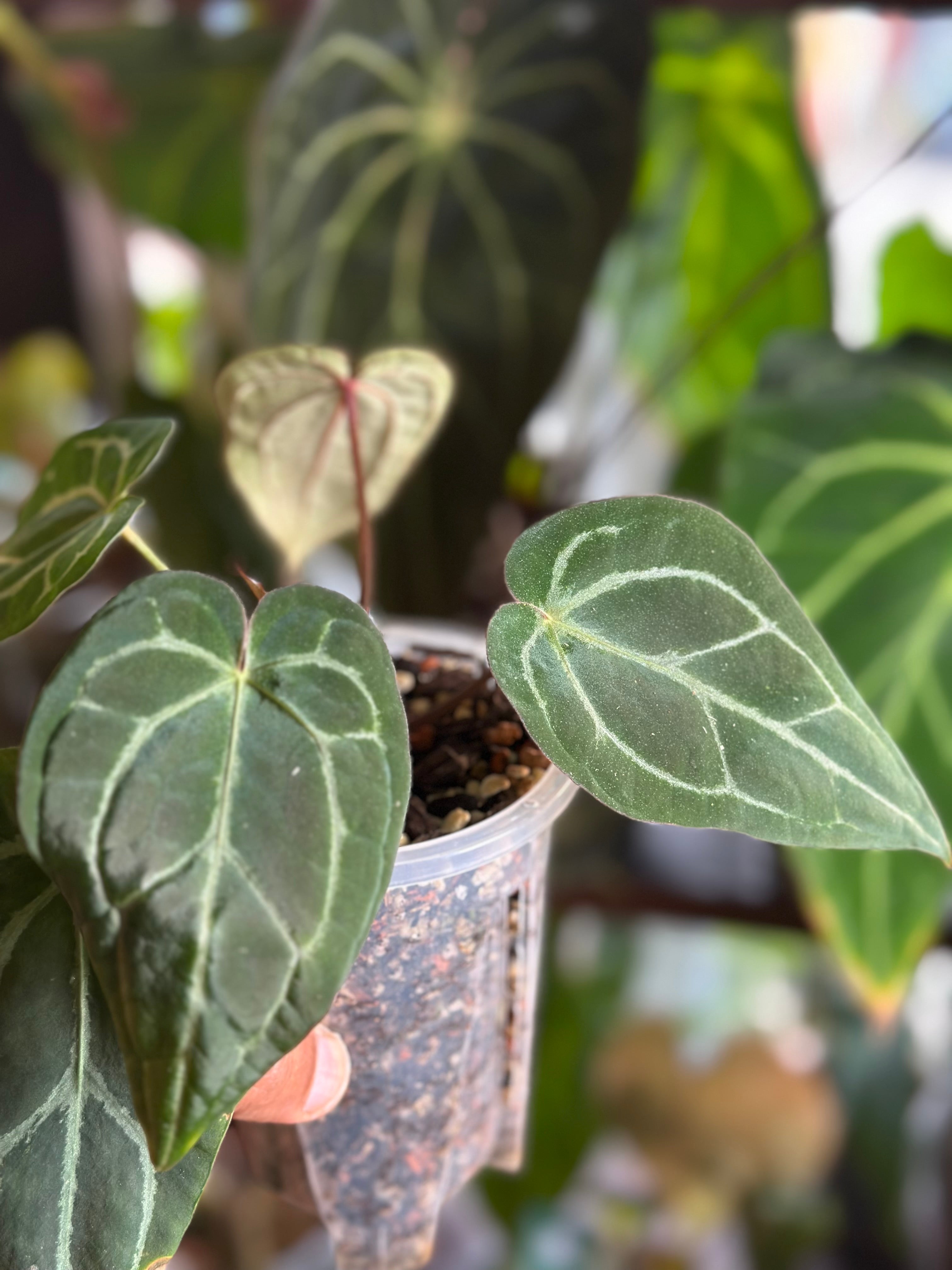 5C4BB112-7E0B-437E-916D-