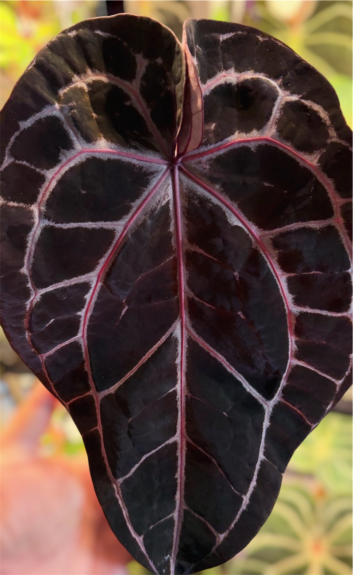 Anthurium Purple Amethyst x Èclat Rouge