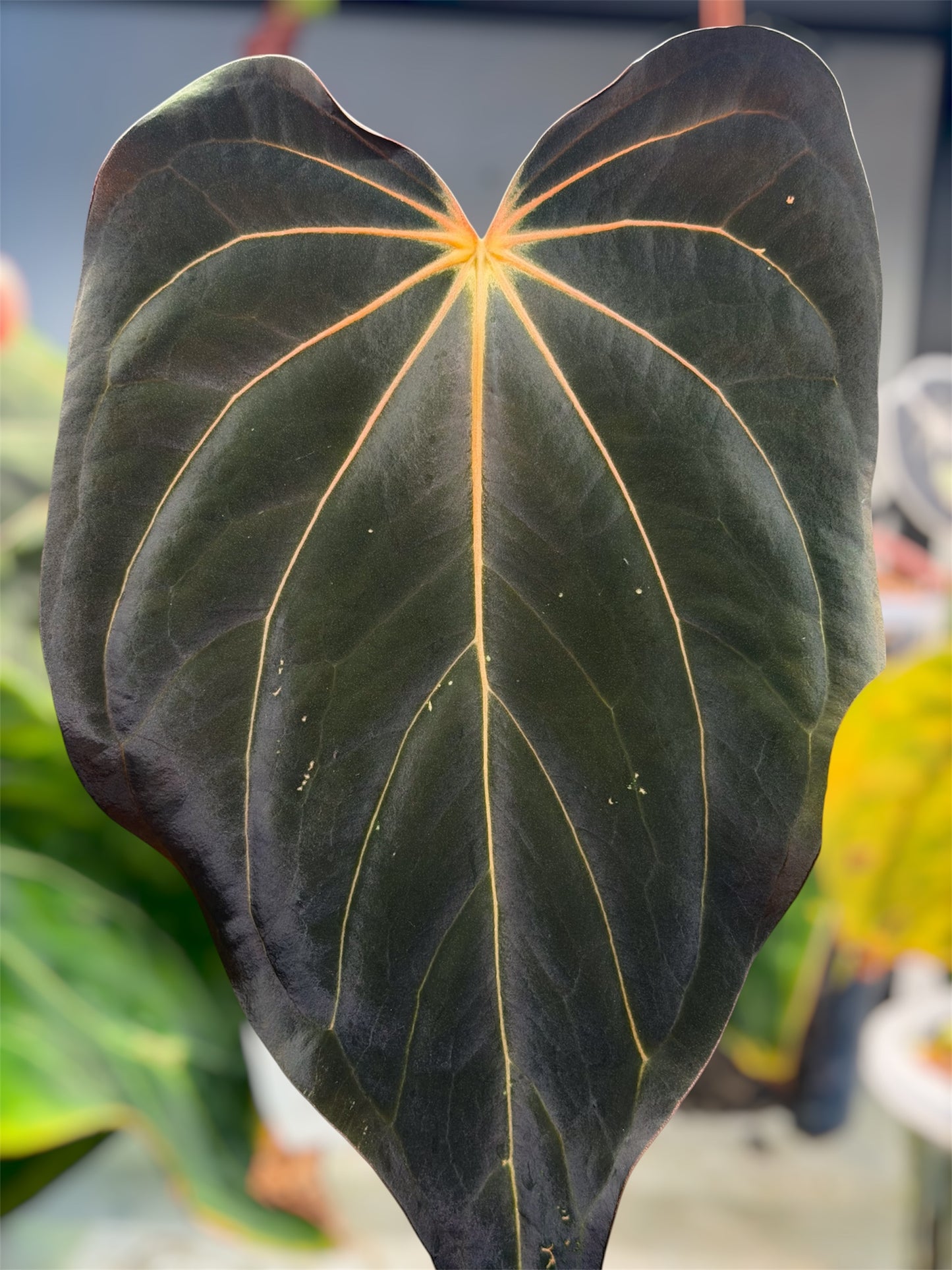 Anthurium (Carlablackiae × Luxurian) × (Carlablackiae × BVEP)