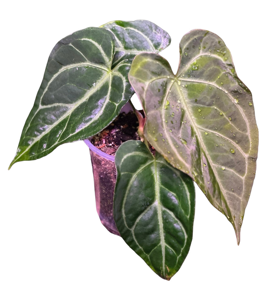 anthurium non fiorisce Anthurium NO ID – HappiestPlants