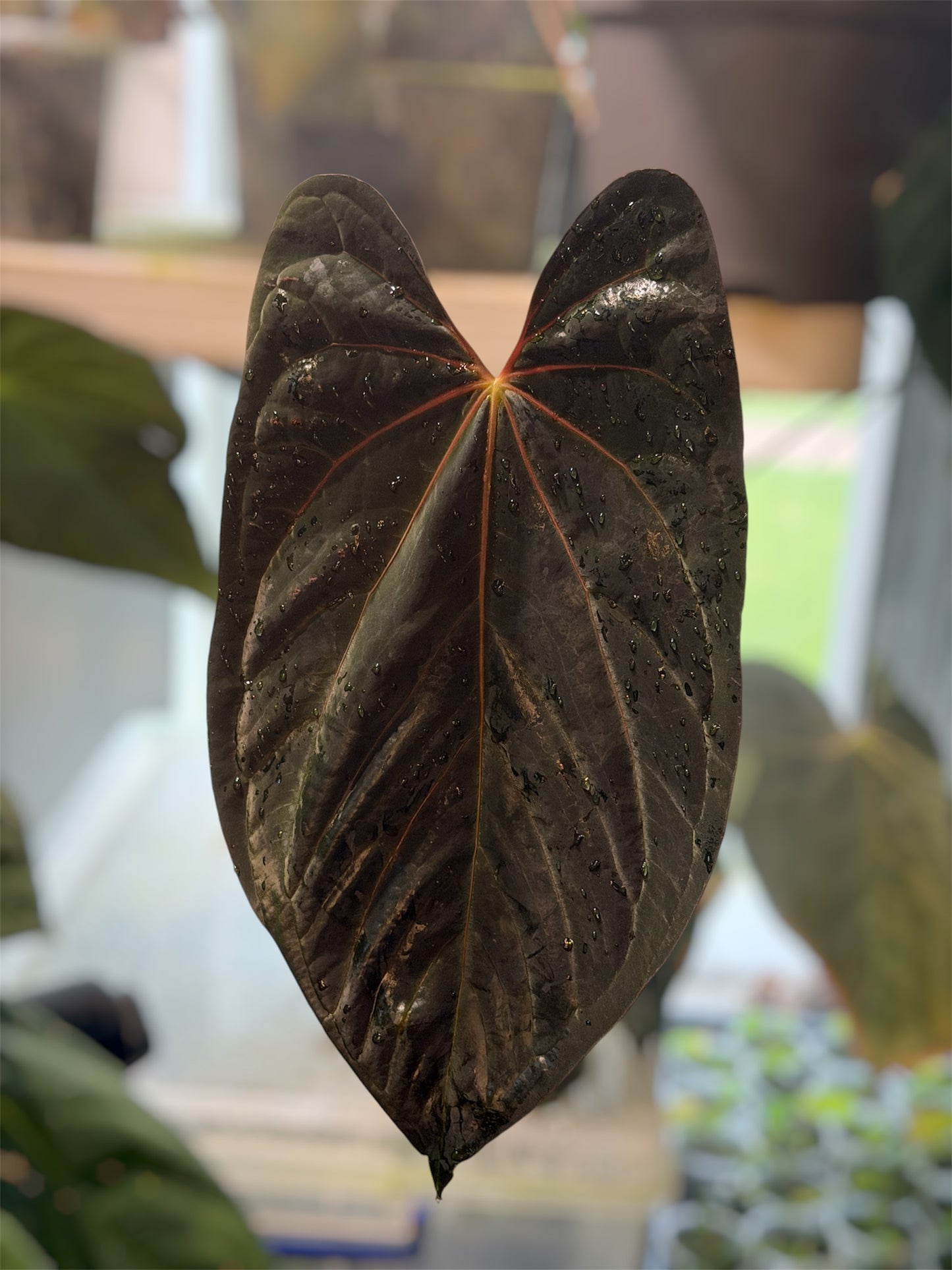 Anthurium Carlablackiae (District x RA8) x (Pap Ree Gardens x BVEP)