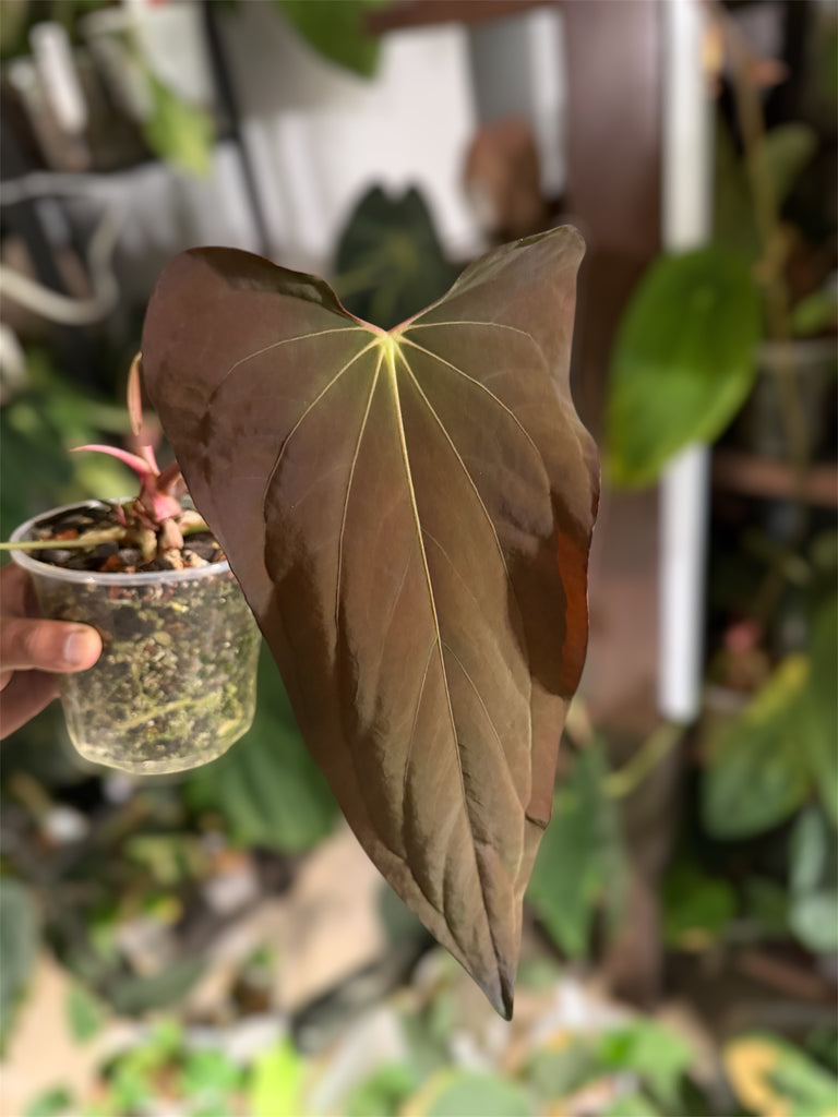 Anthurium Sp. Nov DF x BVEP RA1 – Offset – HappiestPlants