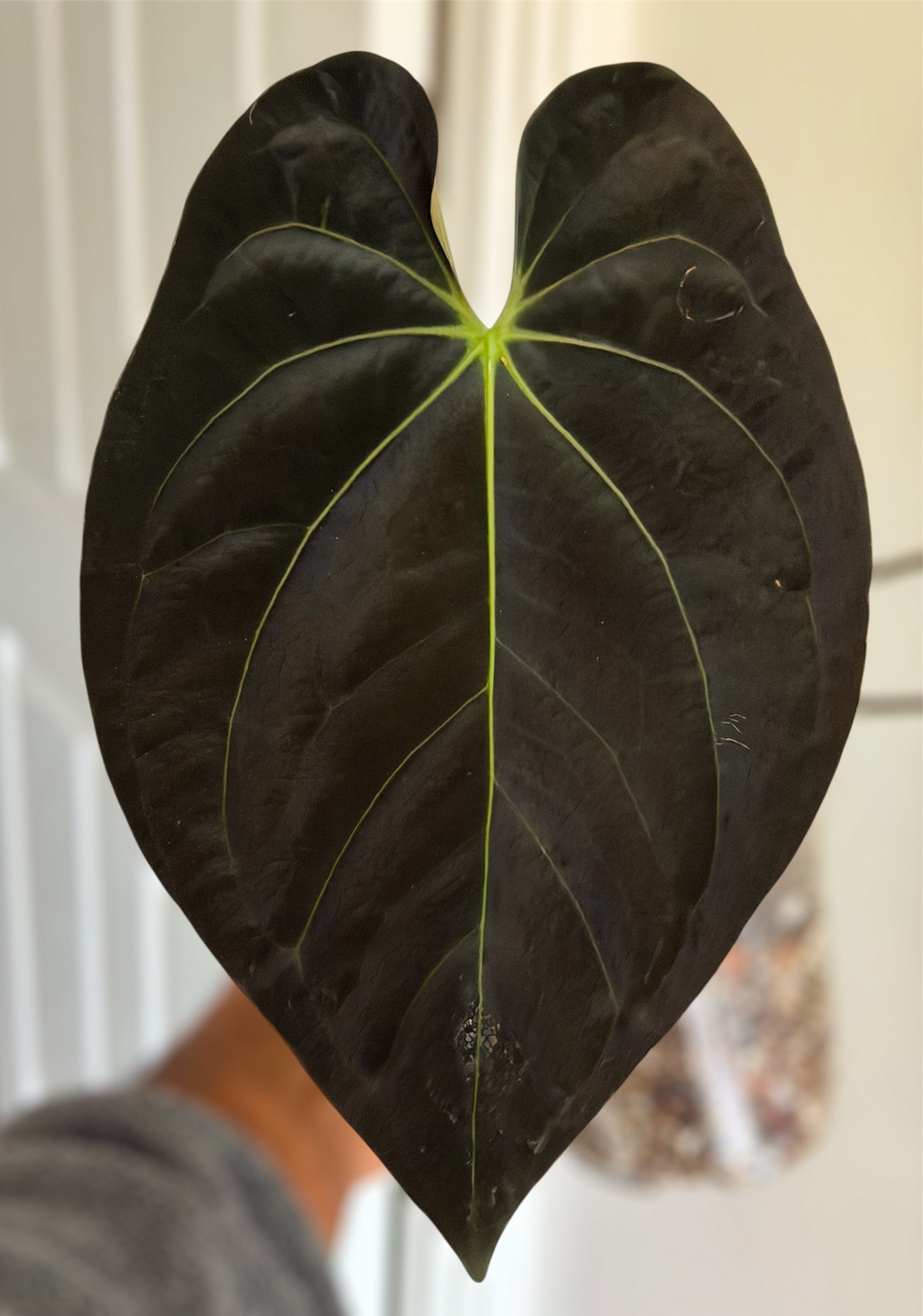 Anthurium (Guna Yala x Carlablackiae) x Carlablackiae RA10 S1 –  HappiestPlants
