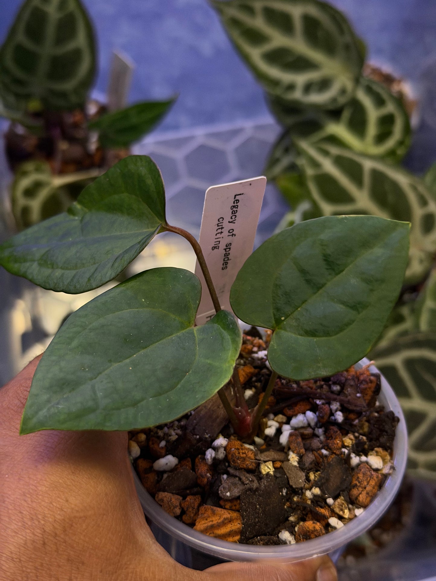 Custom order - Legacy of Spades