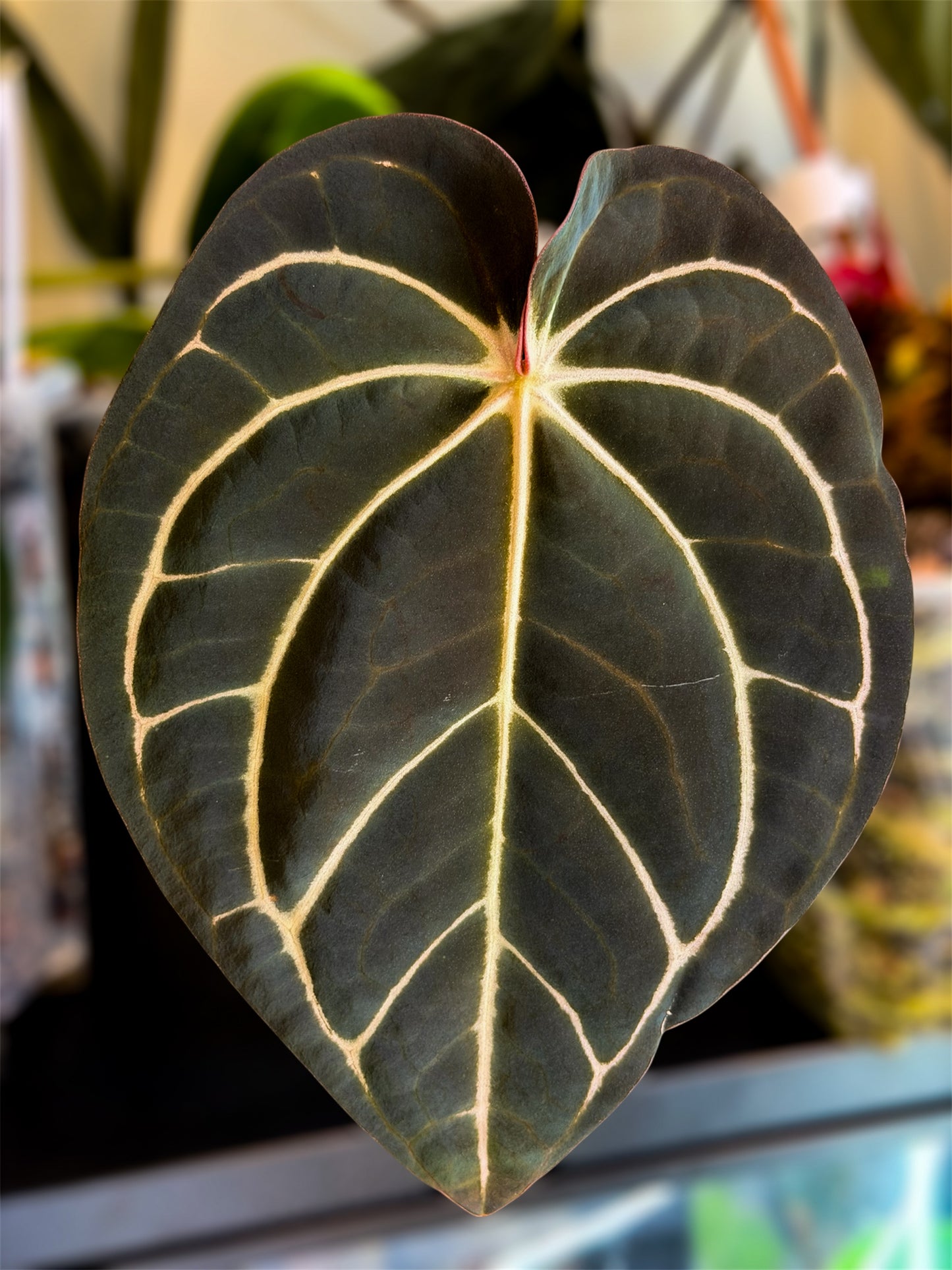 Anthurium (Carlablackiae x Besseae AFF x BVEP) x Carlablackiae RA10 S1
